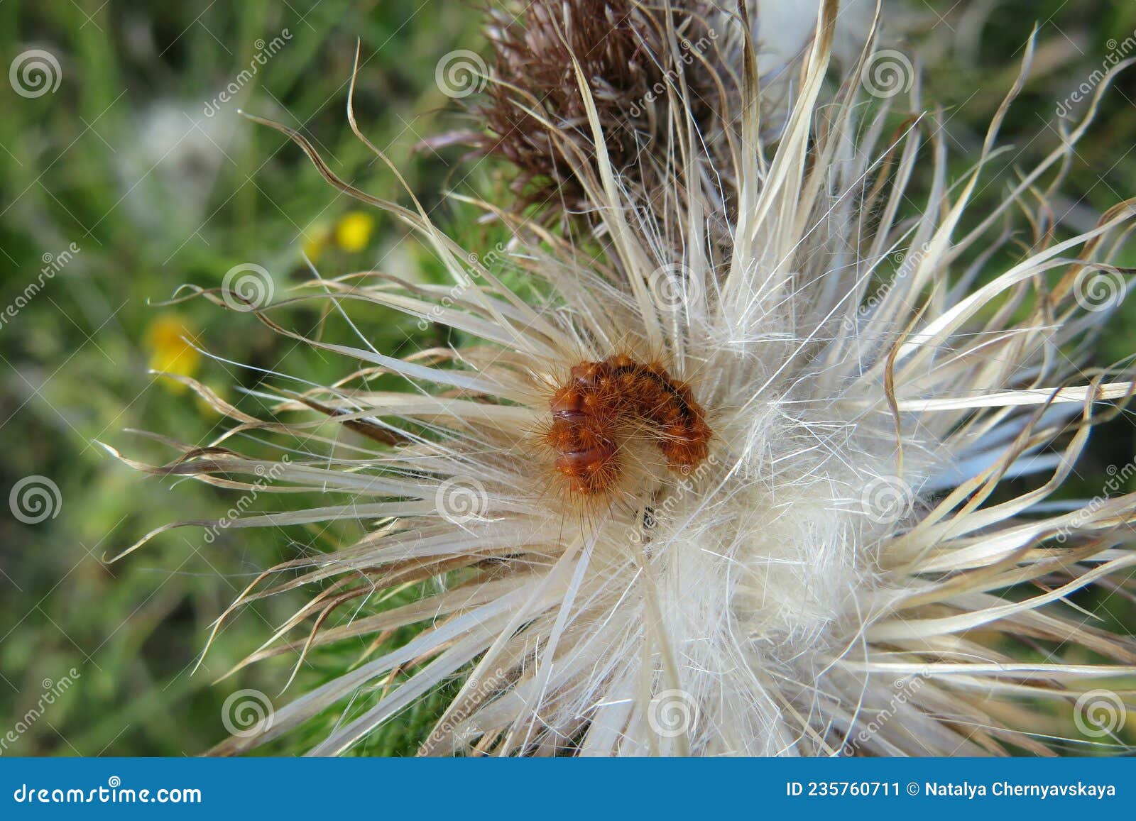 Where to buy redhead grass seed