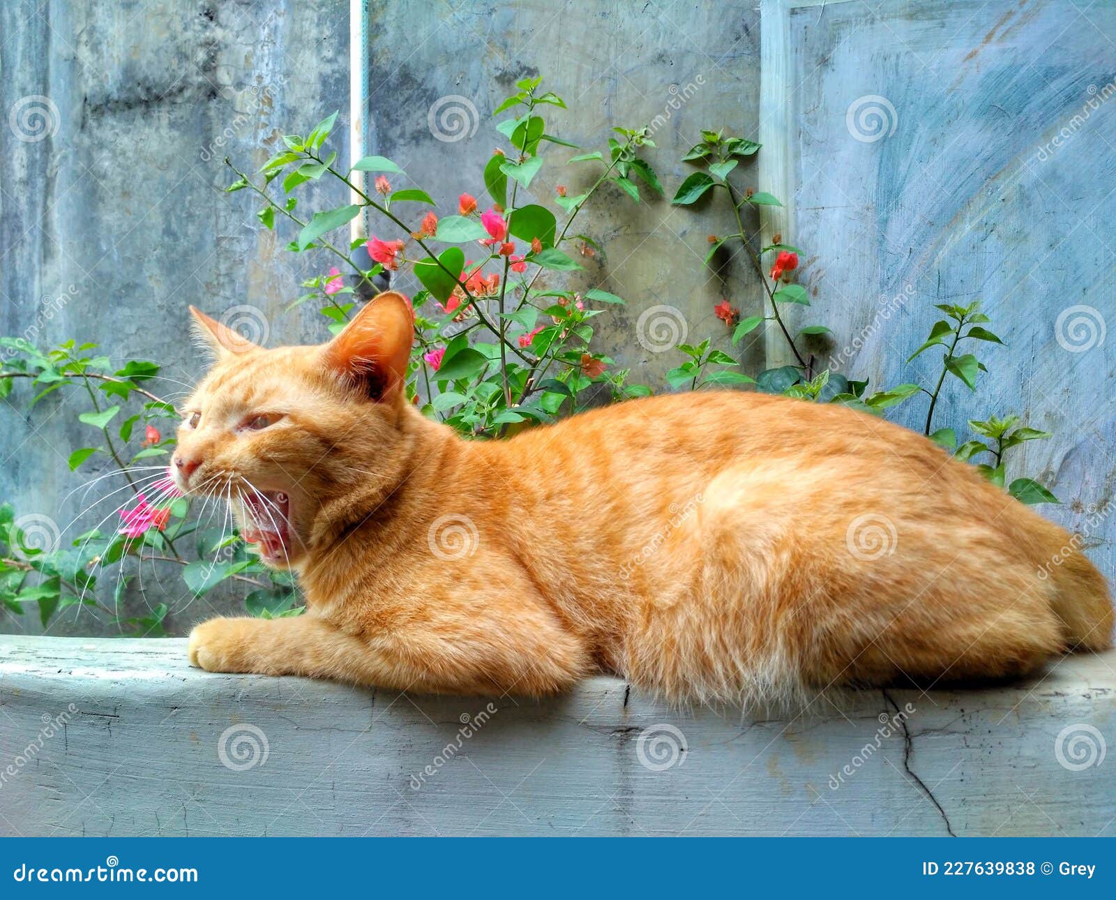 Orange Cats Yawn stock photo. Image of orange, pets 227639838