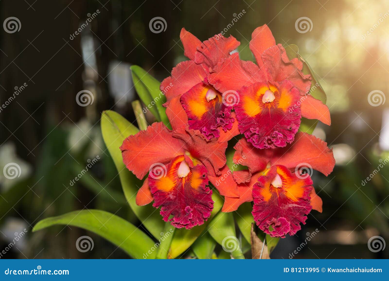 Orange Cattleya Orchid Flower with Sunlight Stock Image Image of