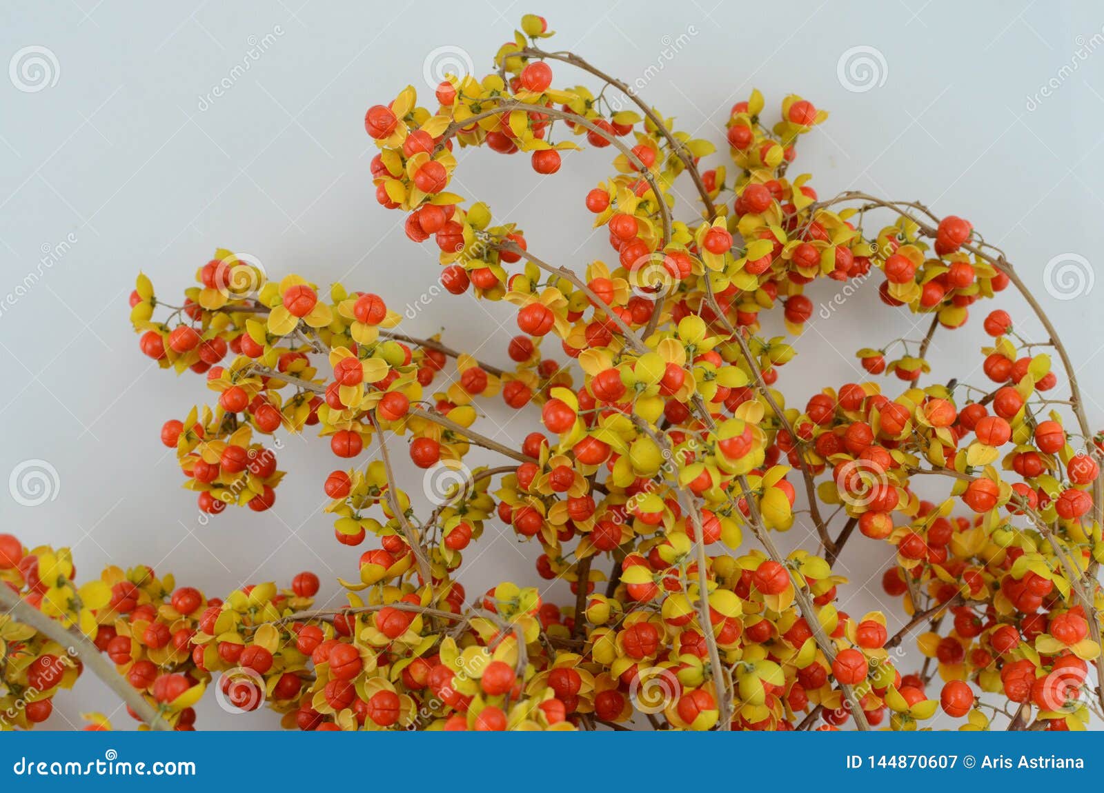 orange celastrus scandens  berries on white background