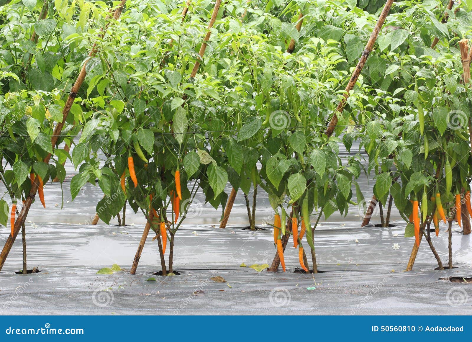 Orange Chili in Garden, Thailand Stock Photo Image of food, harvest