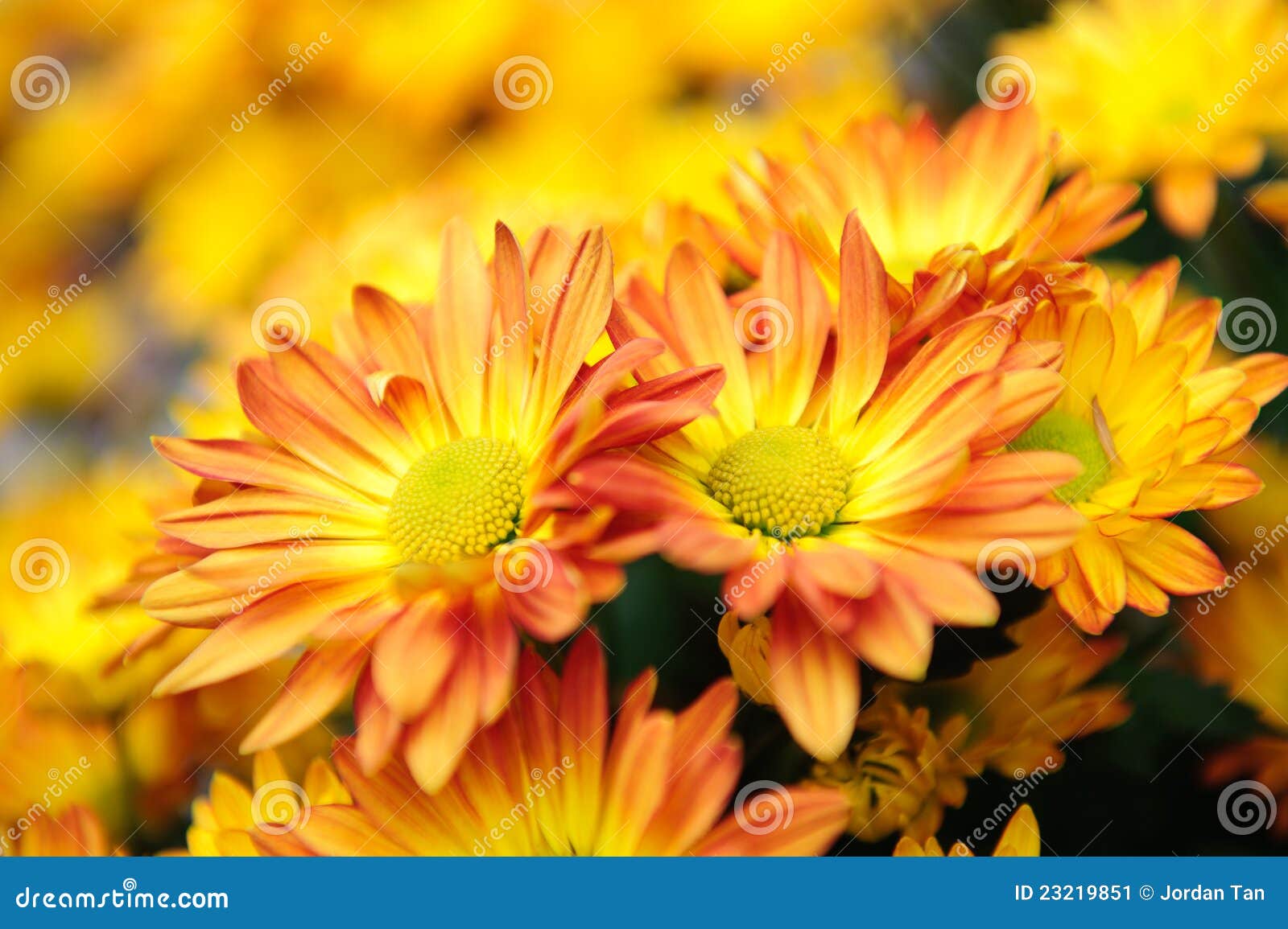 Orange Chrysanthemum Blooming in Spring Stock Image Image of macro