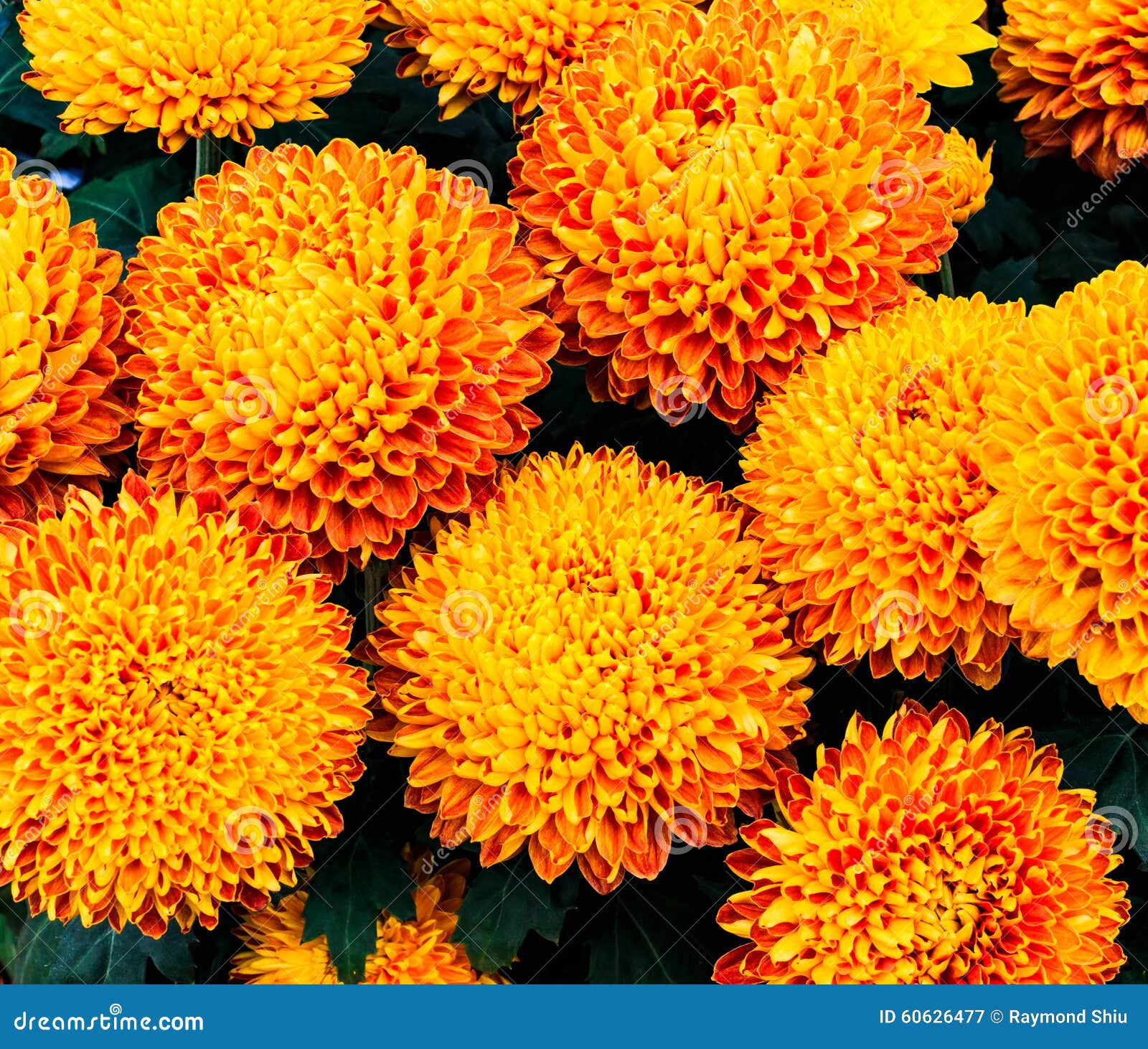 Orange chrysanthemum stock image. Image of growth, flora 60626477