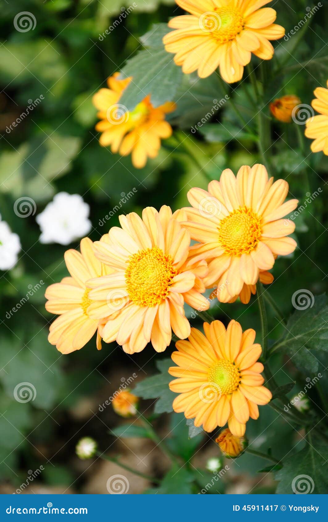 11,024 Flower Base Stock Photos - Free & Royalty-Free Stock Photos from  Dreamstime