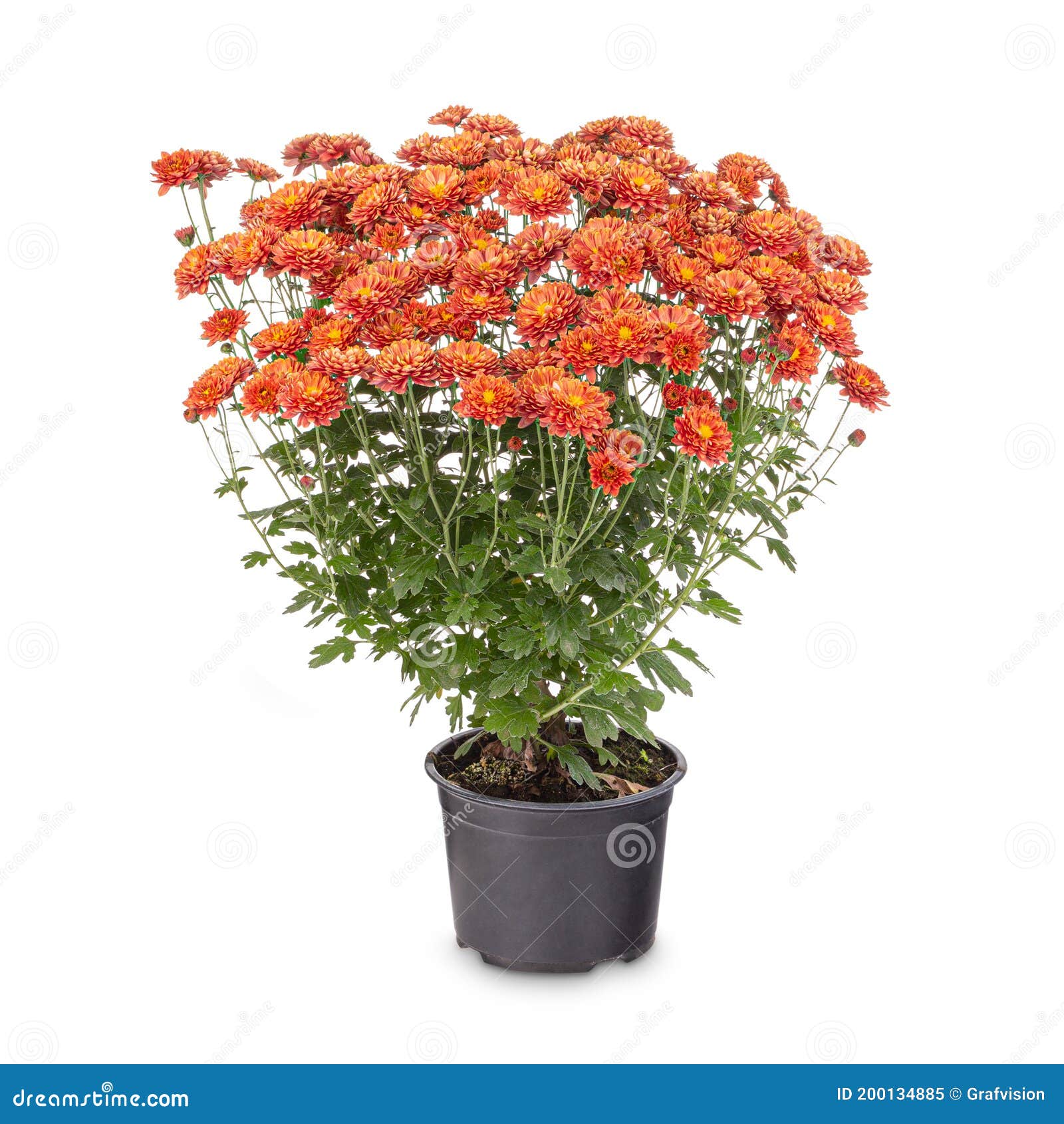 Orange Chrysanthemum in a Pot Stock Image Image of bush, branch