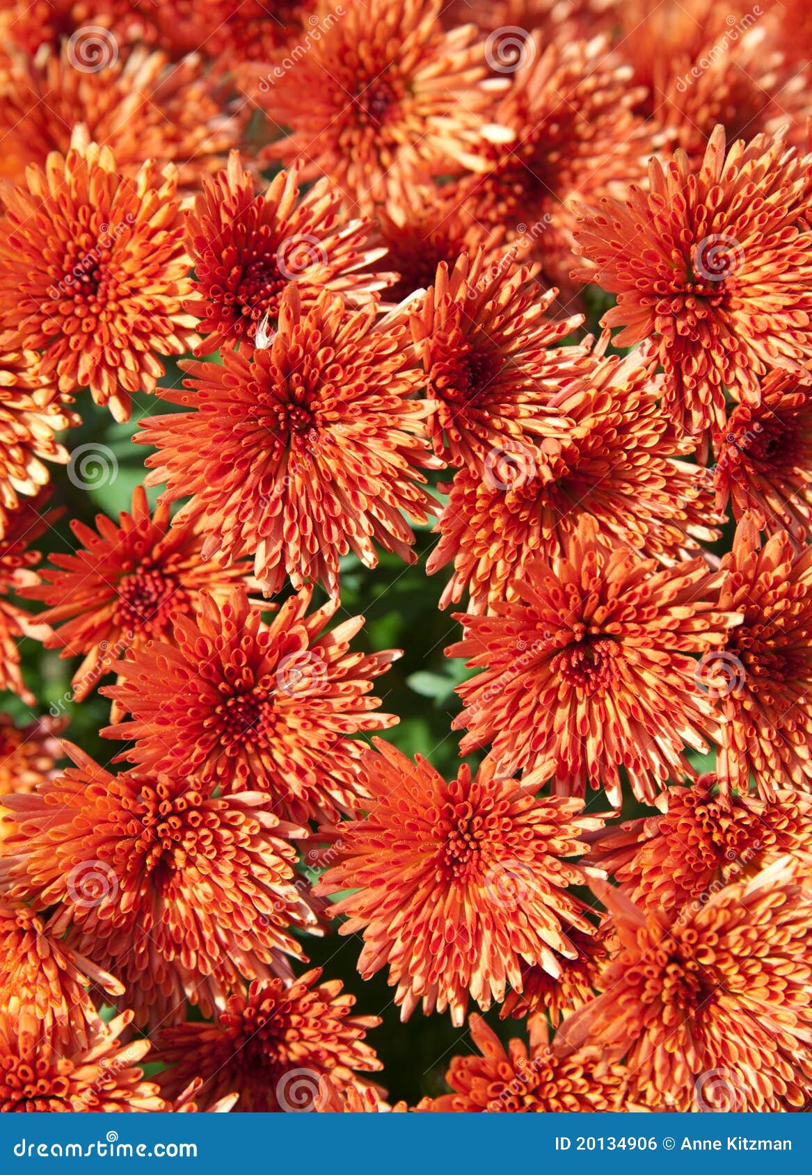 Orange Chrysanthemums stock photo. Image of garden, floral - 20134906