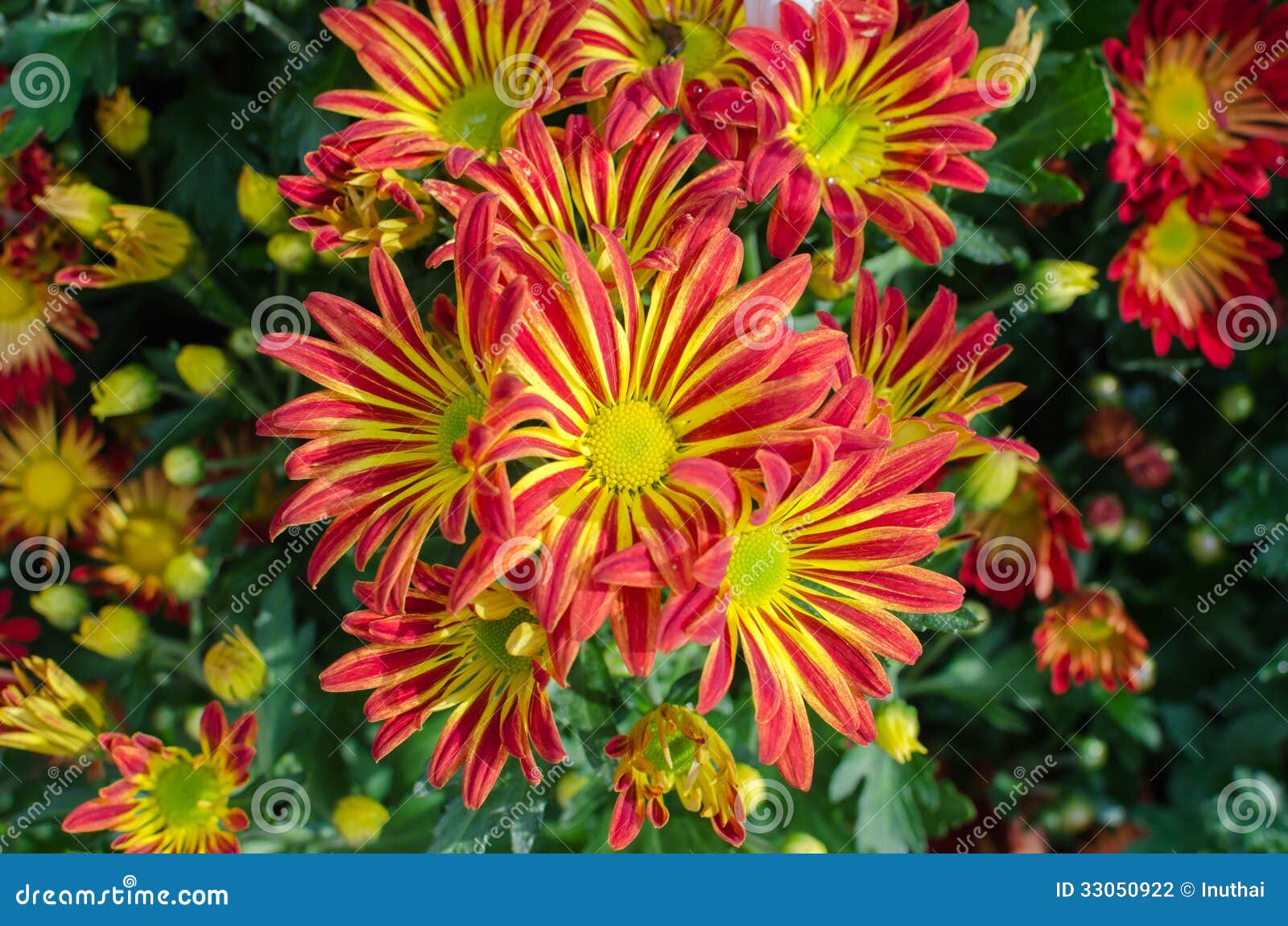 Orange Chrysanthemums Flower Stock Photo Image of bright, color 33050922