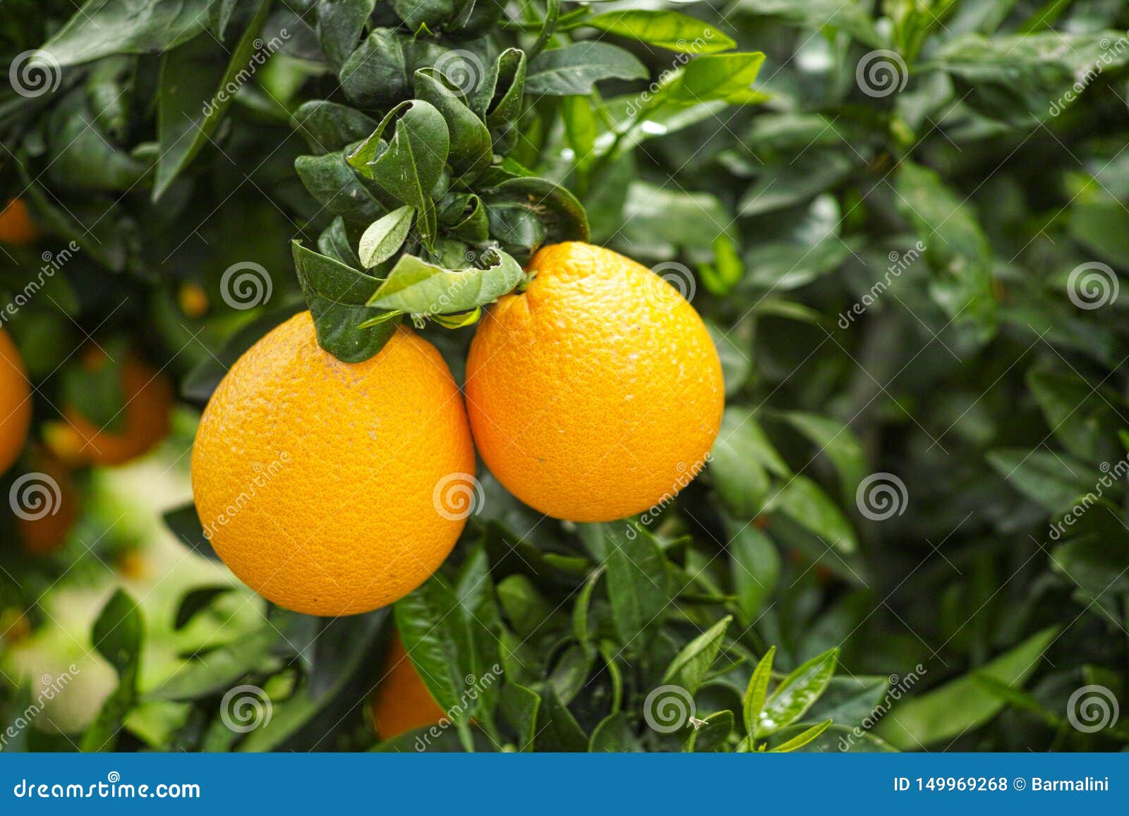 Orange Citrus Fruit Plantations On Peloponnese Greece New Harvest Of