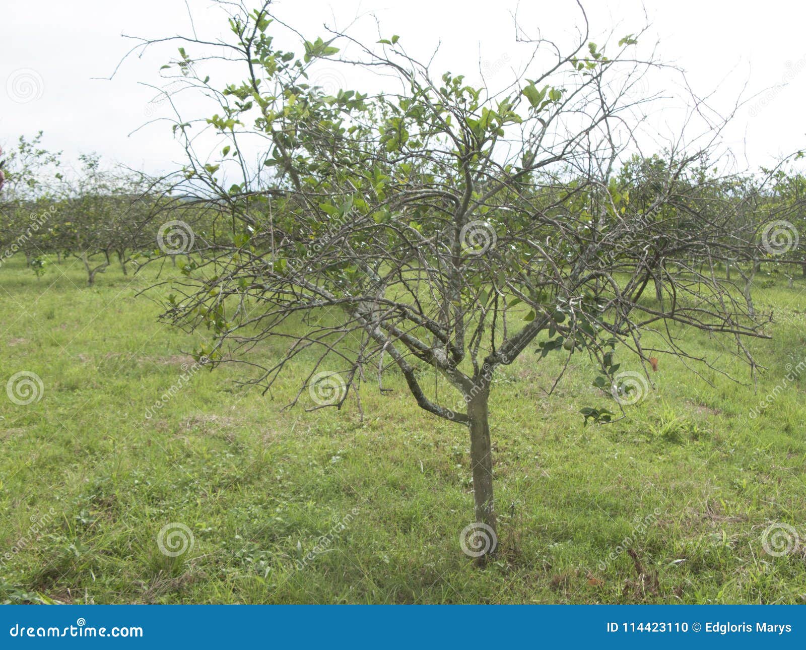 citrus greening hlb huanglongbing yellow dragon diseased leaves and fruits