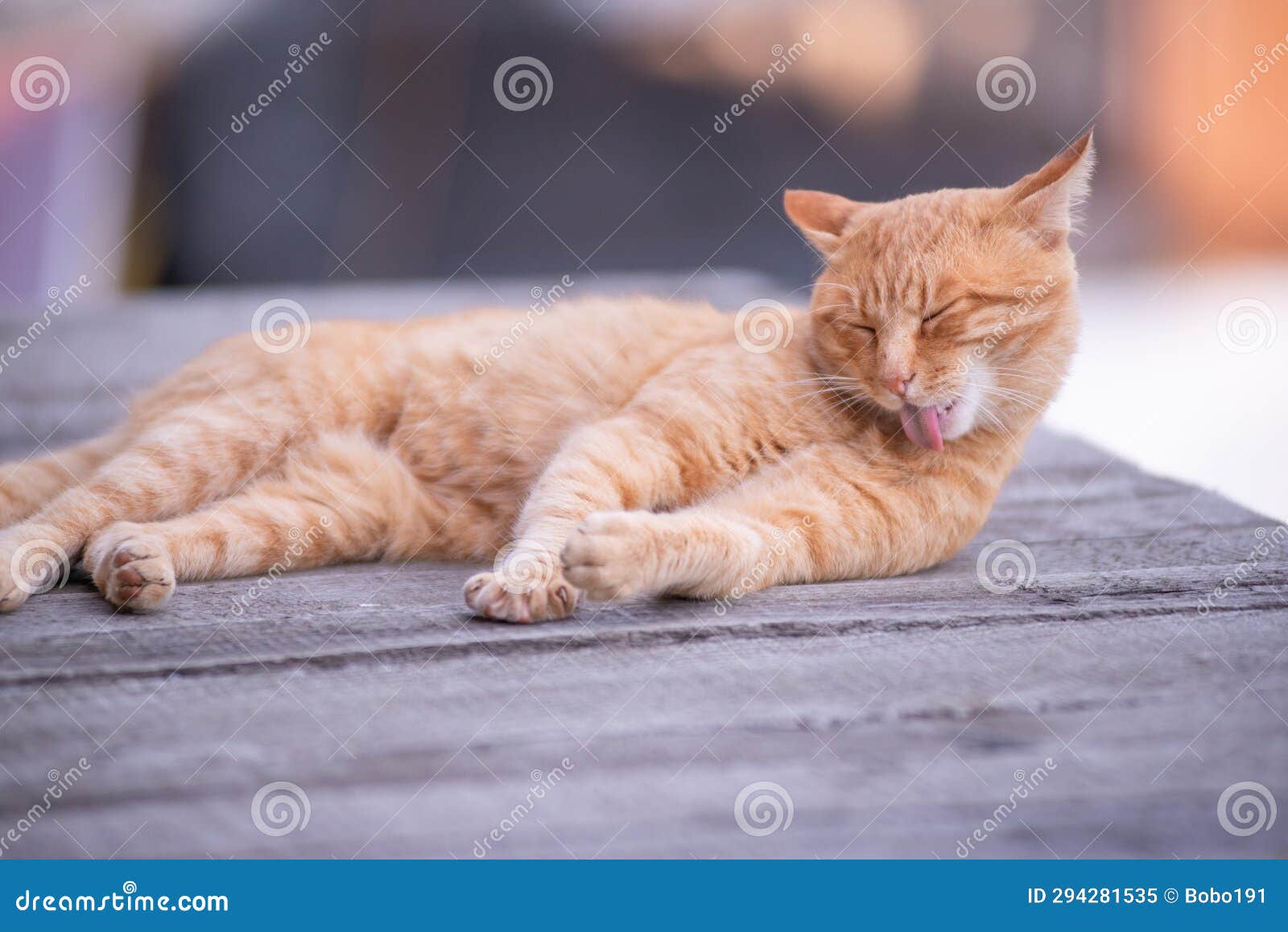 orange city cat's leisure: mid-yawn repose