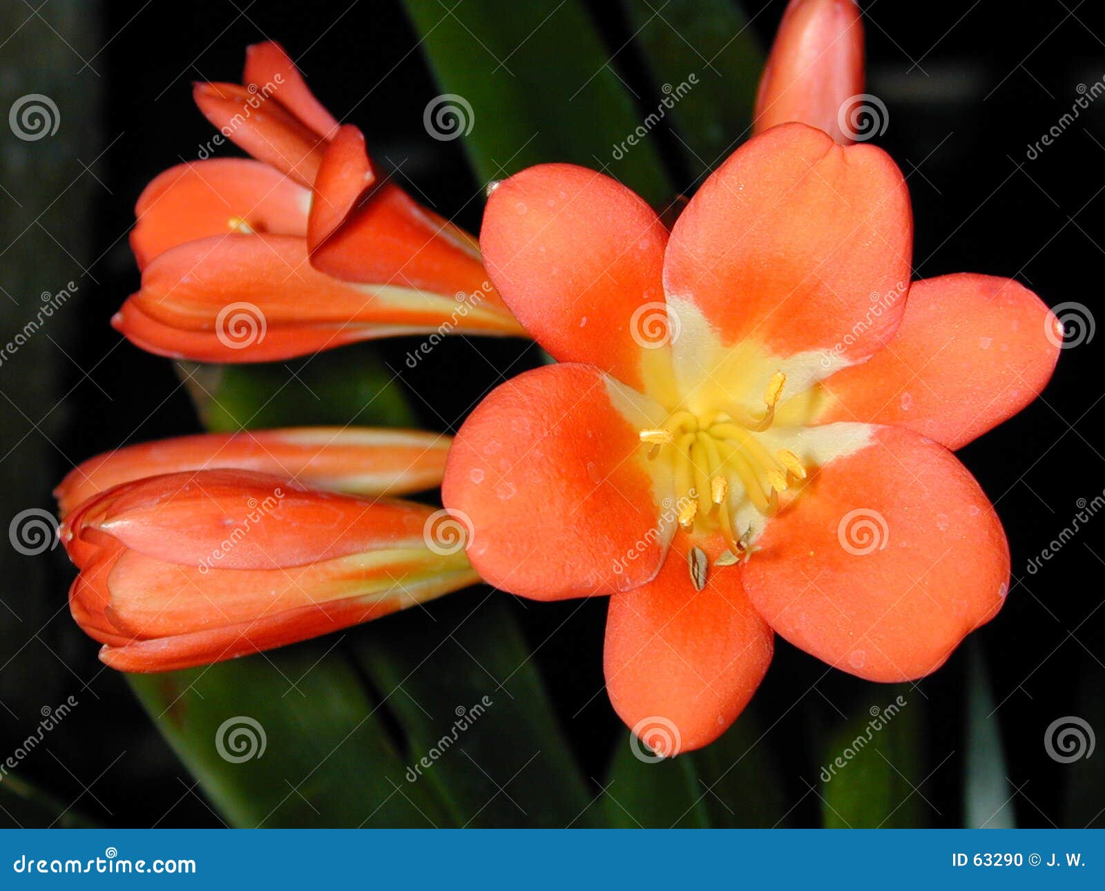 orange clivia flower and buds
