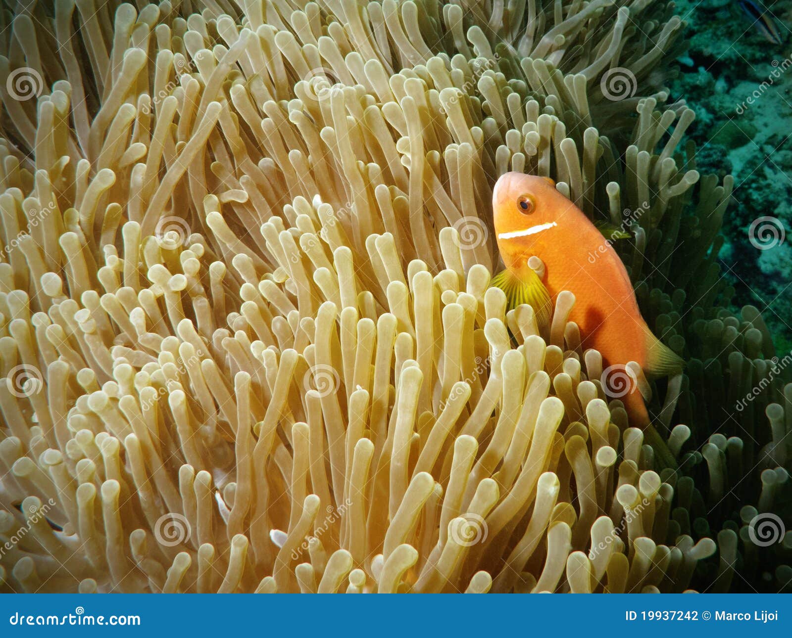 orange clownfish hidden in anemone