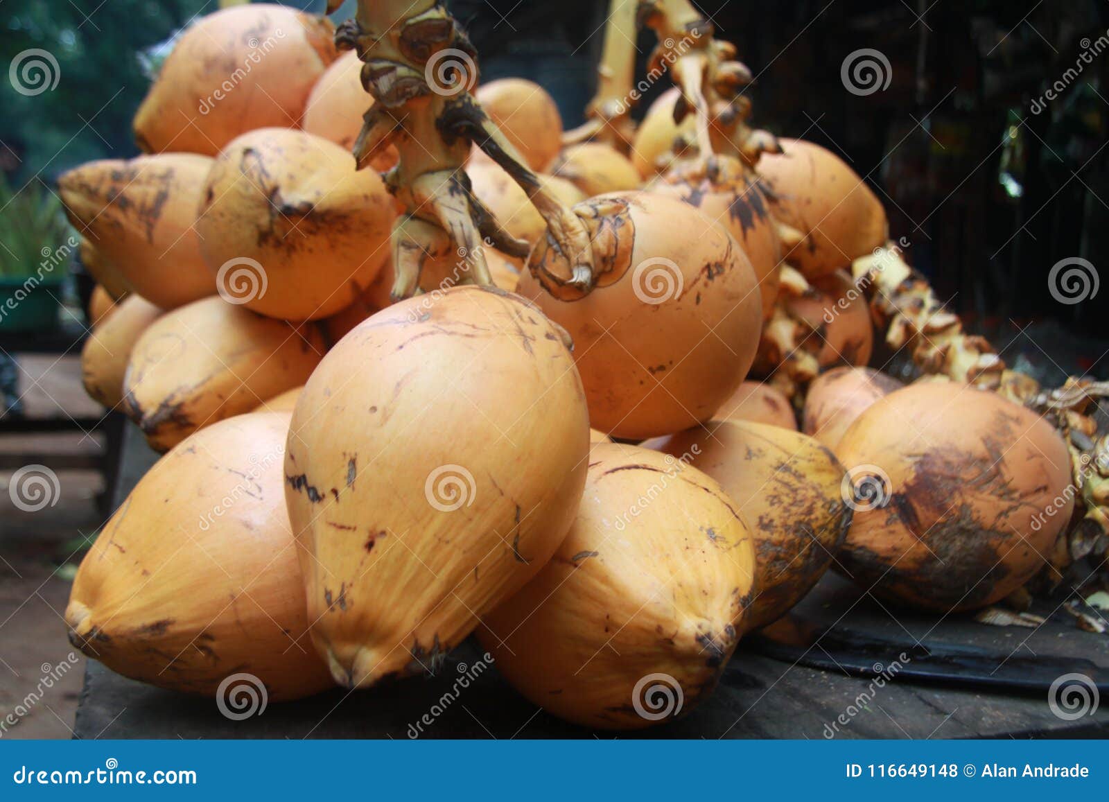 Orange Coconuts stock photo. Image of lake, girl, boat 116649148