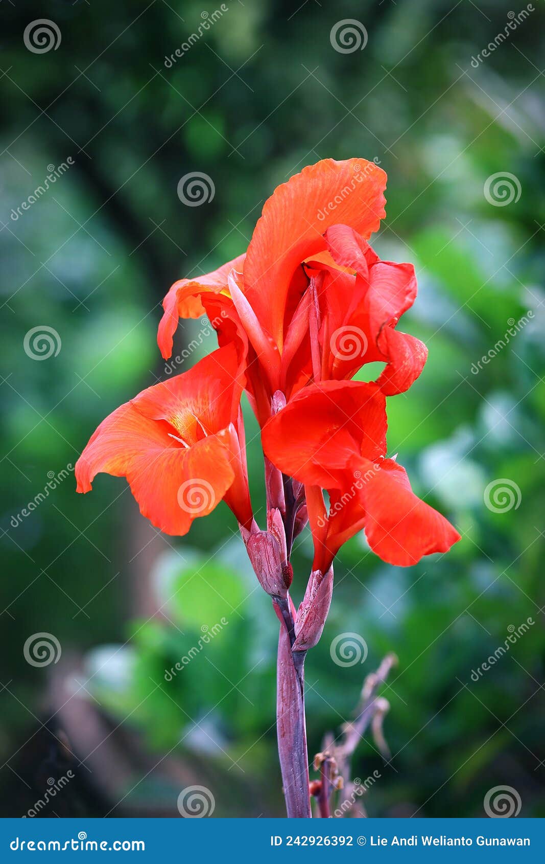 1,883 Mobile Wallpaper Flower Stock Photos - Free & Royalty-Free Stock  Photos from Dreamstime