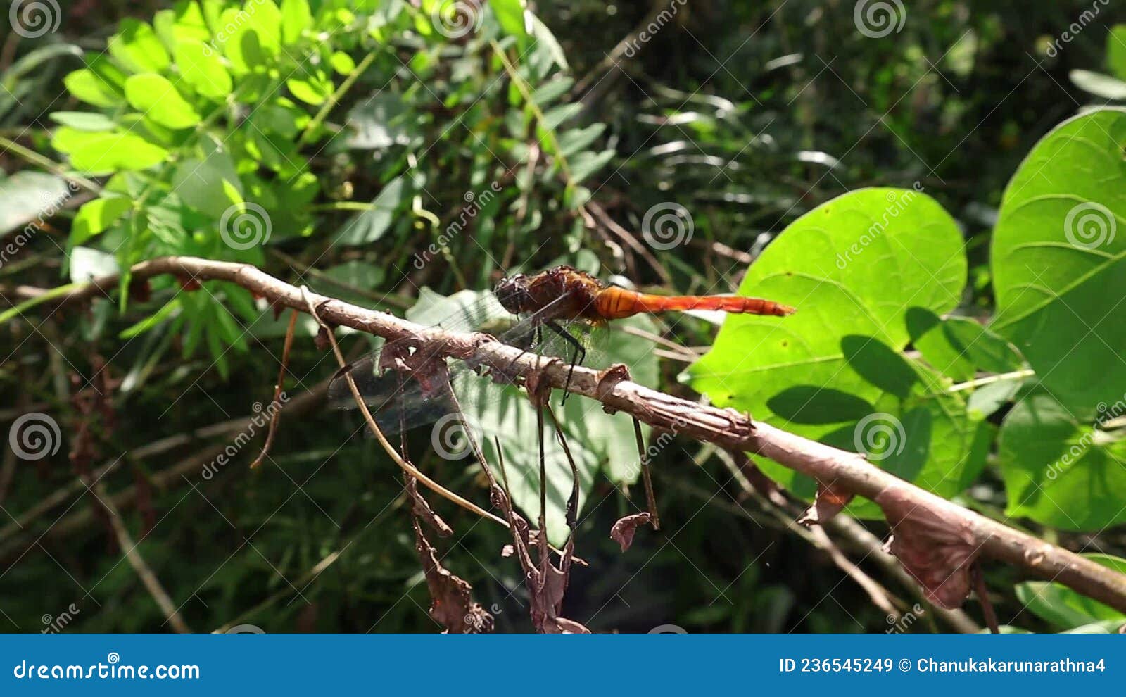 An Orange Color Dragonfly Flies Off from a Tree Stem Stock Video
