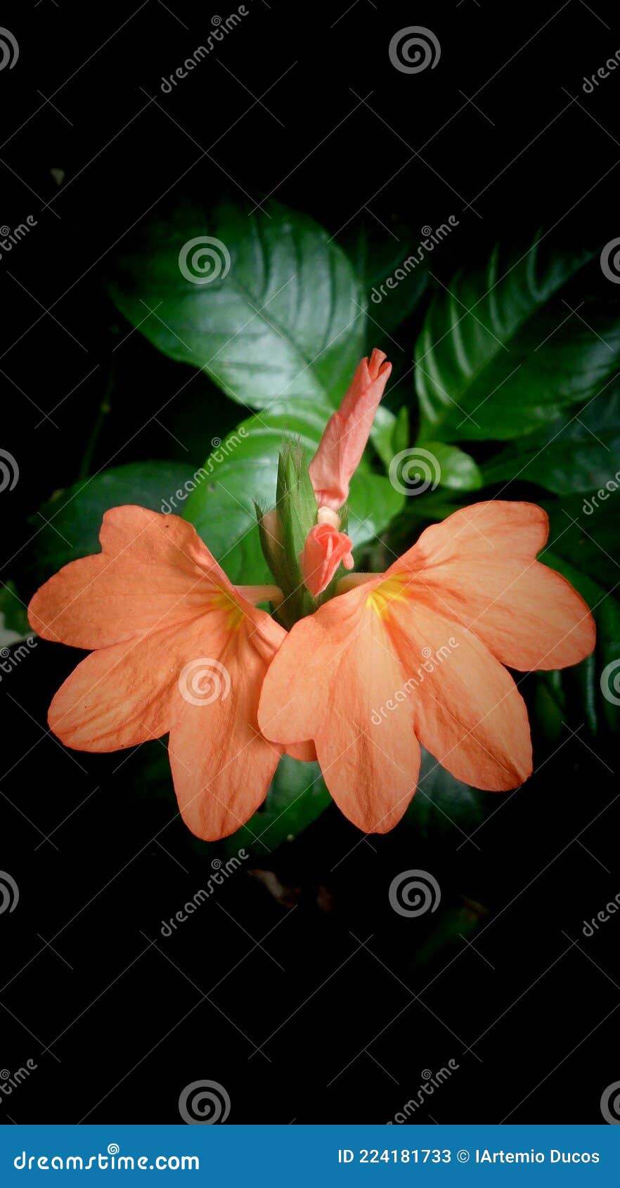 Orange Color Flower stock image. Image of tulip, color 224181733