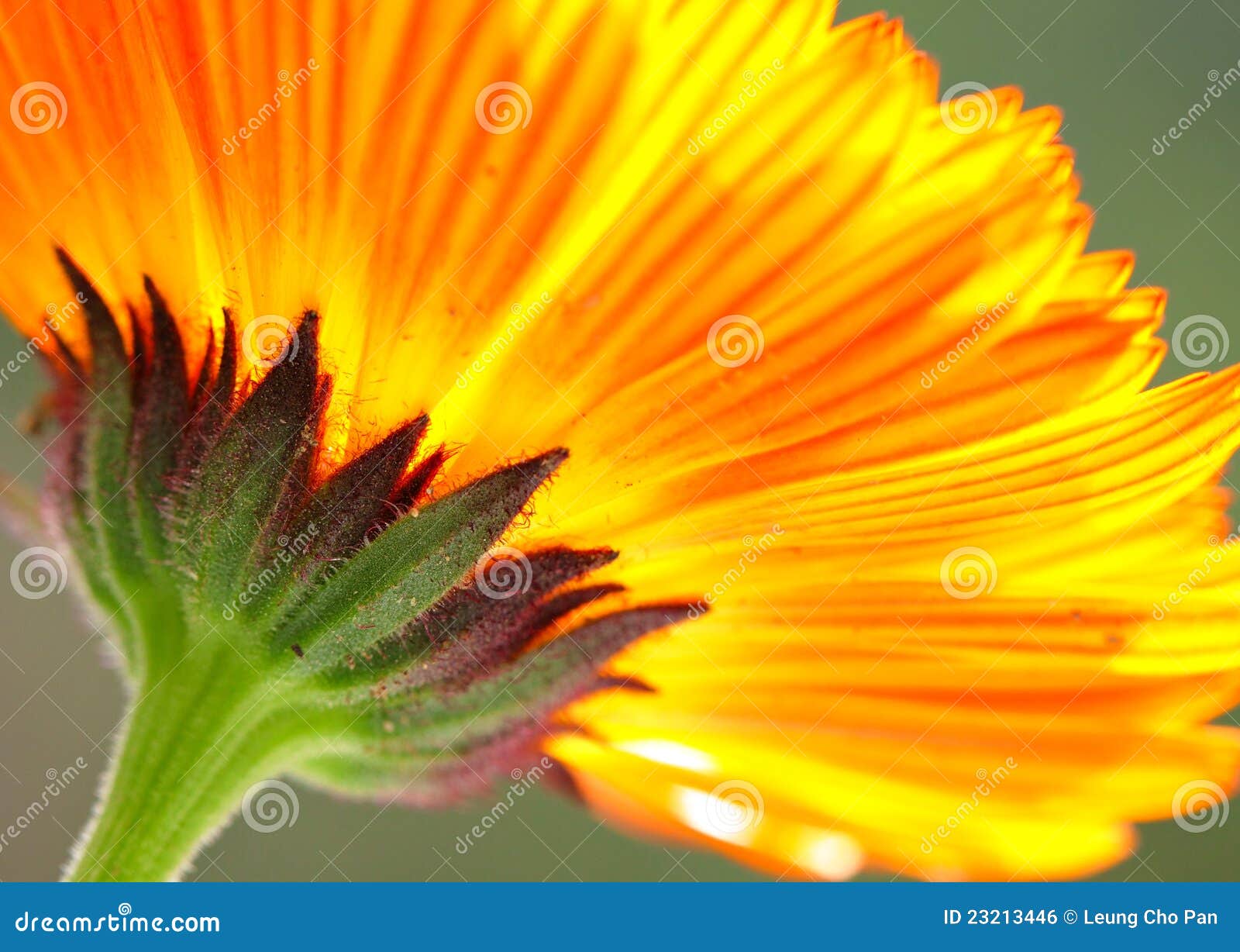 Orange color flower stock photo. Image of flora, blossom 23213446
