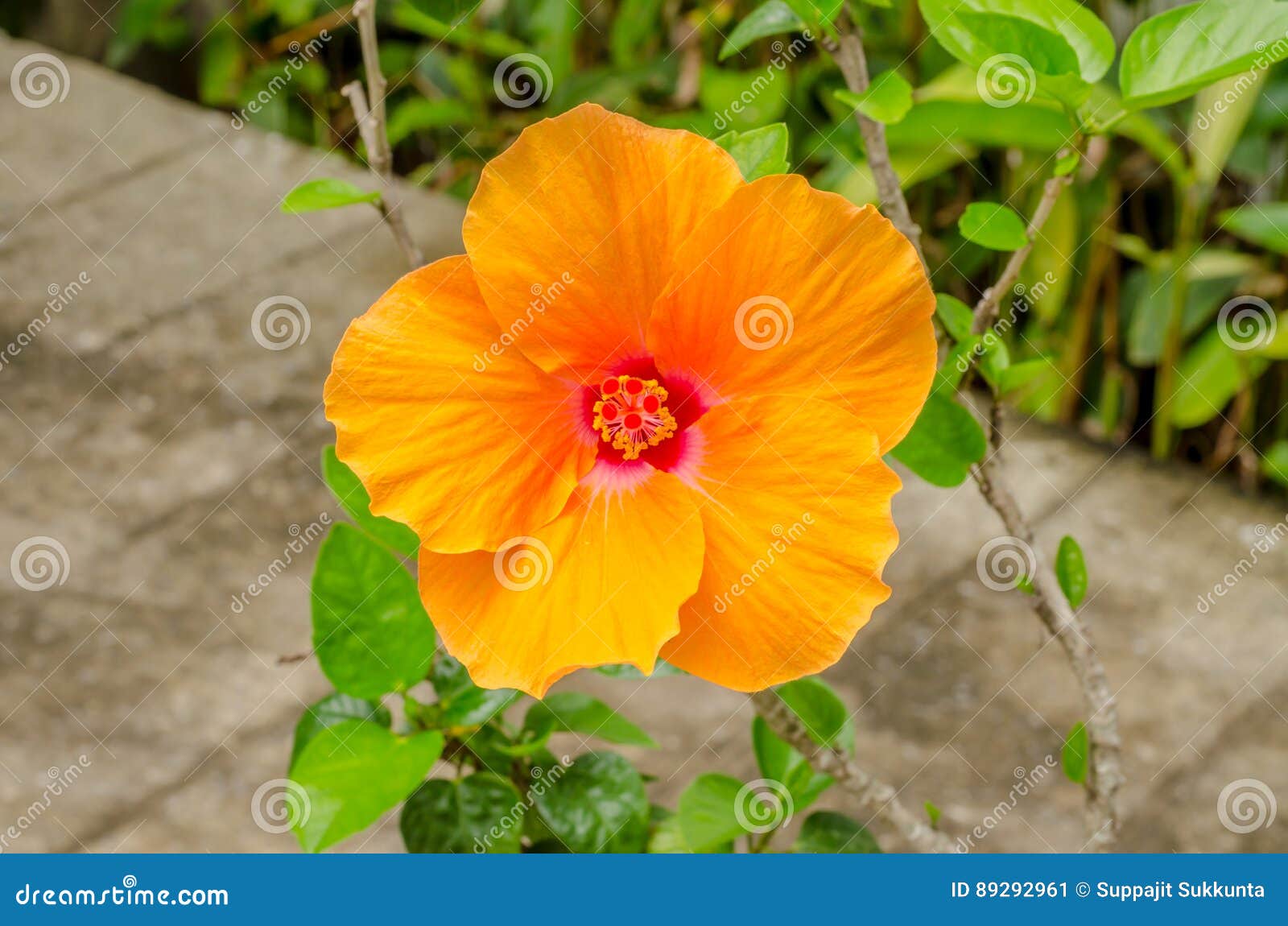 Orange Color Flower in the Garden. Stock Image Image of hawaiian
