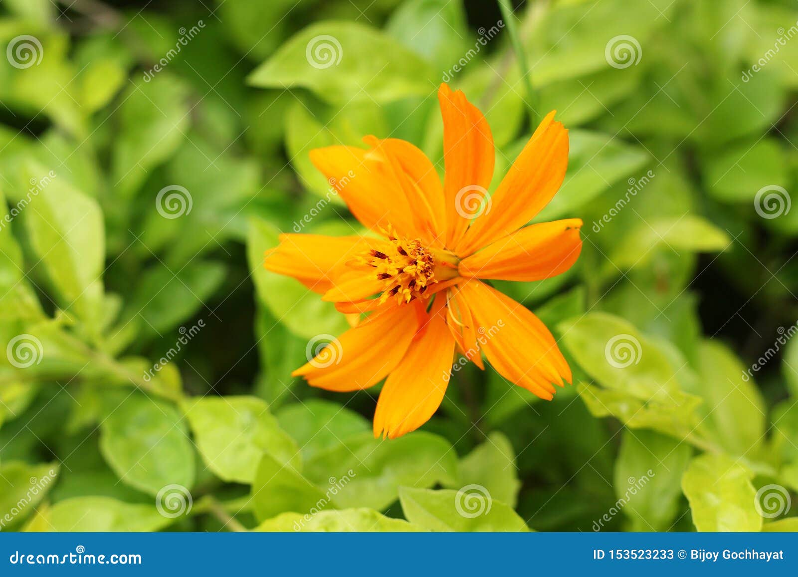 Orange Color Flower and Green Leaf Stock Image Image of design, plant