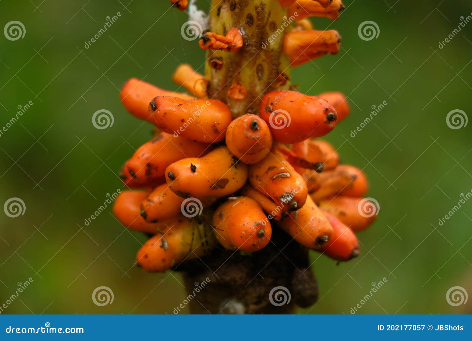 Orange Color Fruit of Elephant Foot Yam Stock Image Image of food