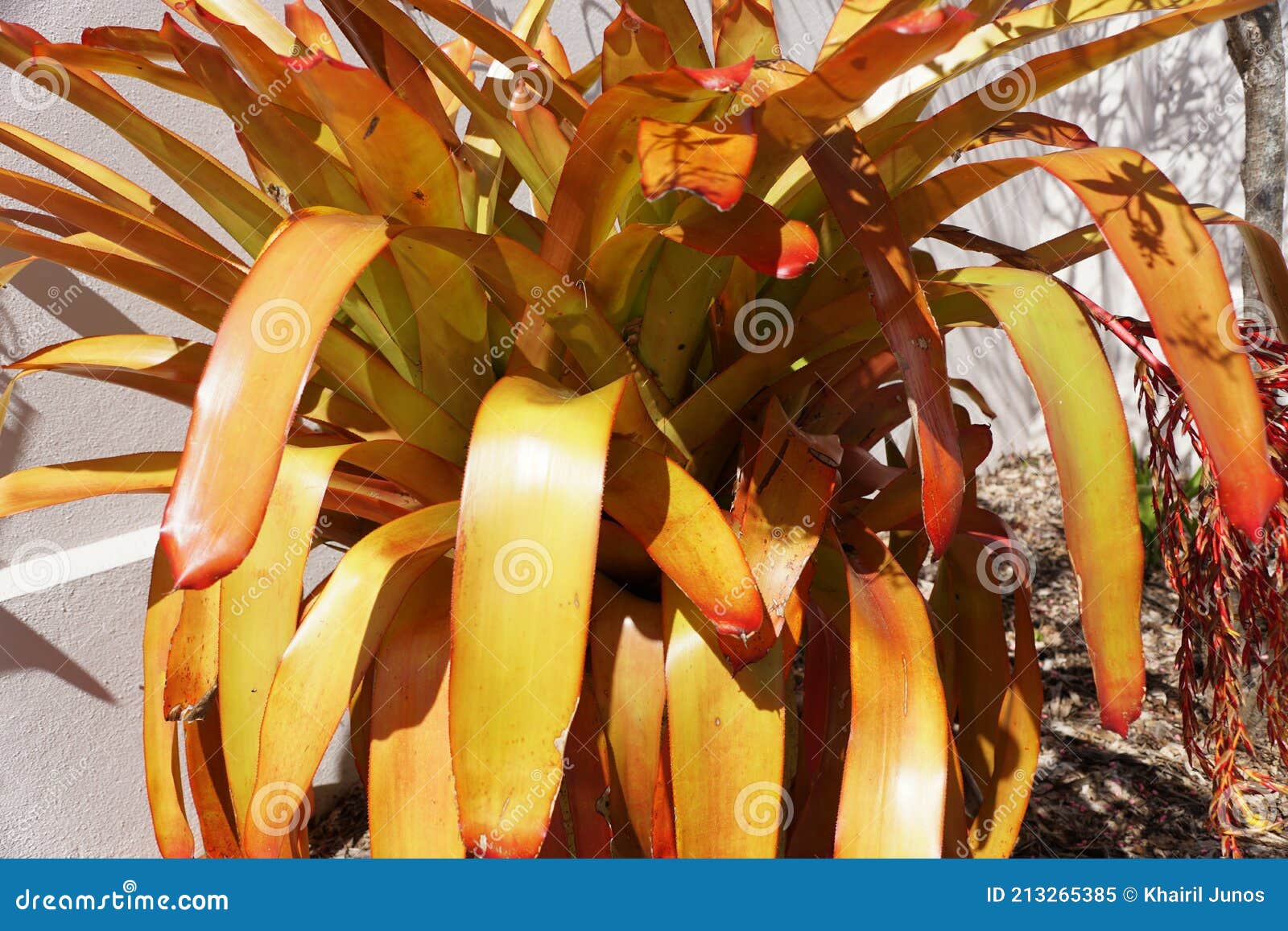 the orange color leaves aechmea blanchetiana bromeliad