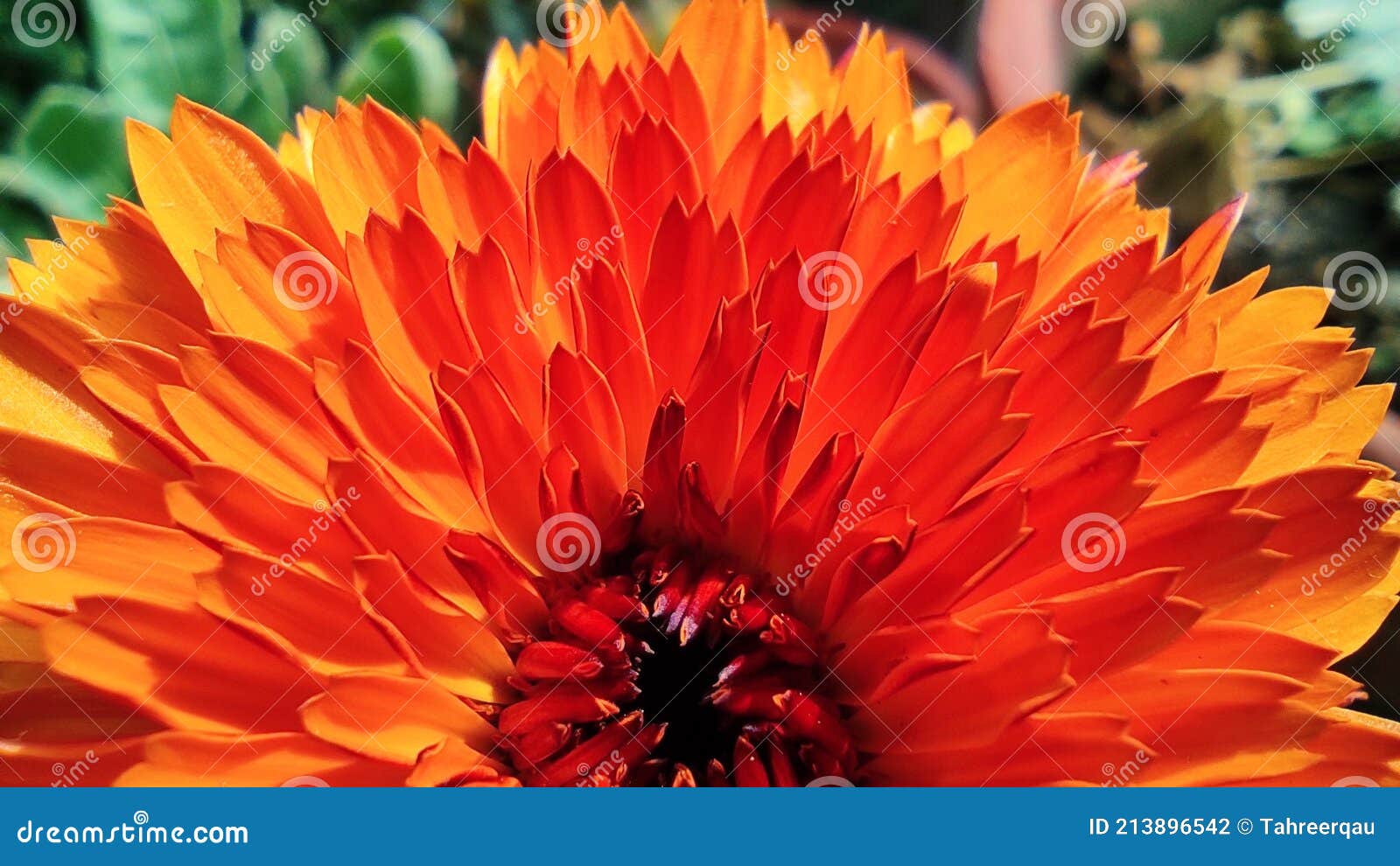 Orange colored flower stock photo. Image of wildflower 213896542
