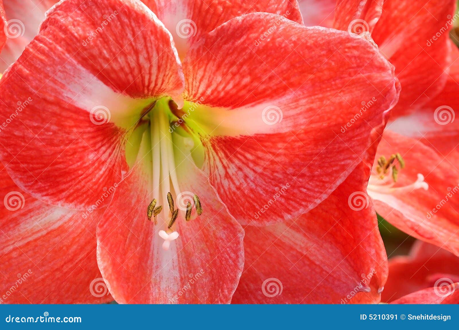 Bright large orange colored lillies good for background use