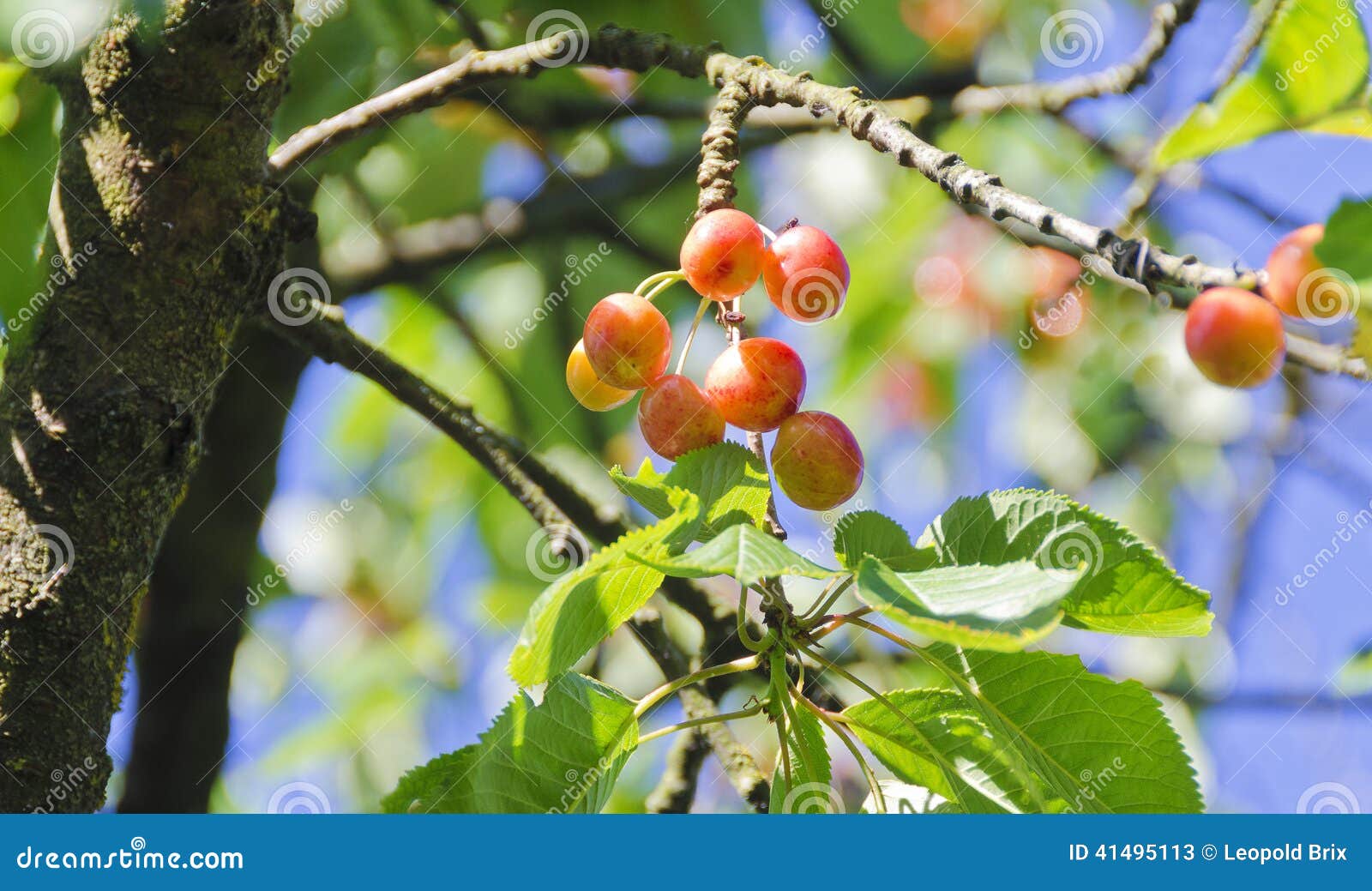 Orange coloured cherries stock image. Image of mellow 41495113