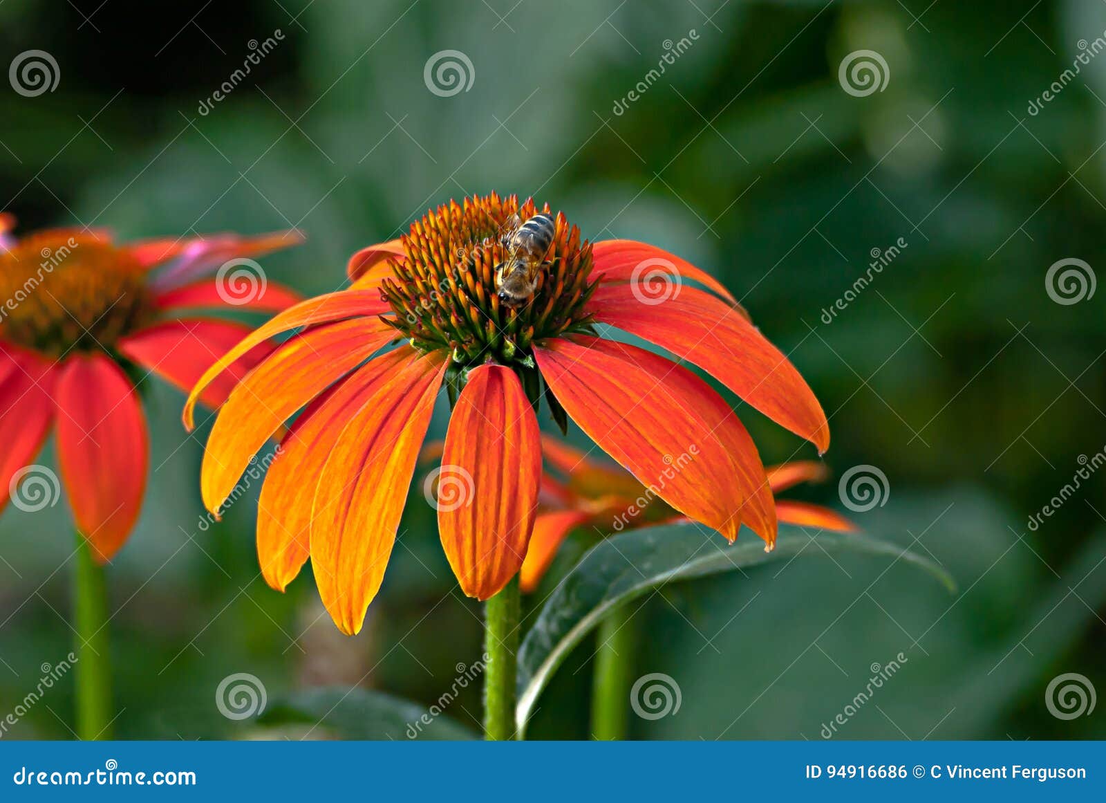 Orange Cone Flower Bee stock photo. Image of flying, orange 94916686