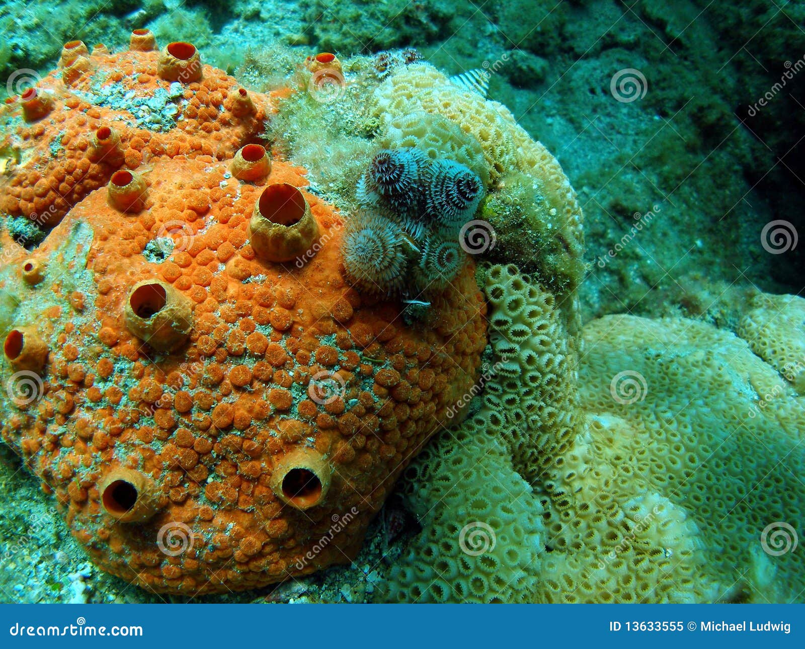 Orange Coral stock image. Image of scuba, brown, light 13633555