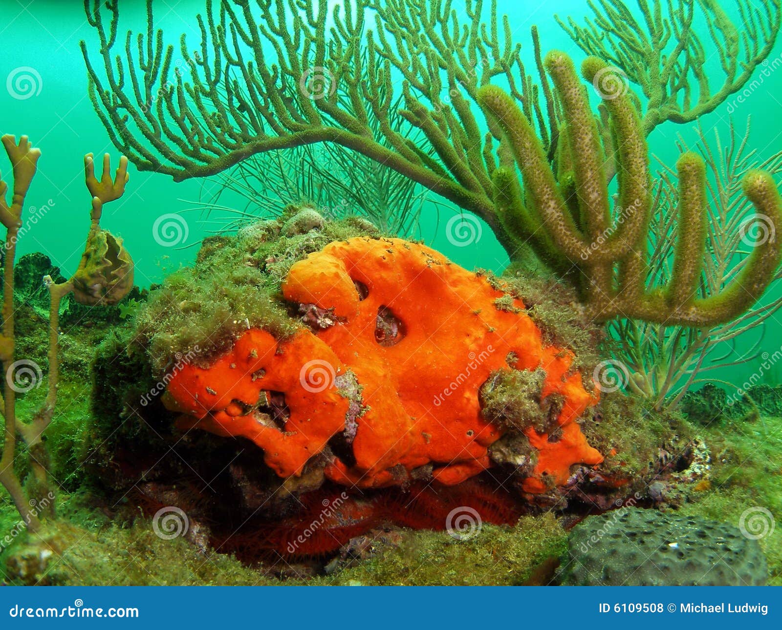 Orange Coral and Sea Rod stock photo. Image of clear, beach 6109508