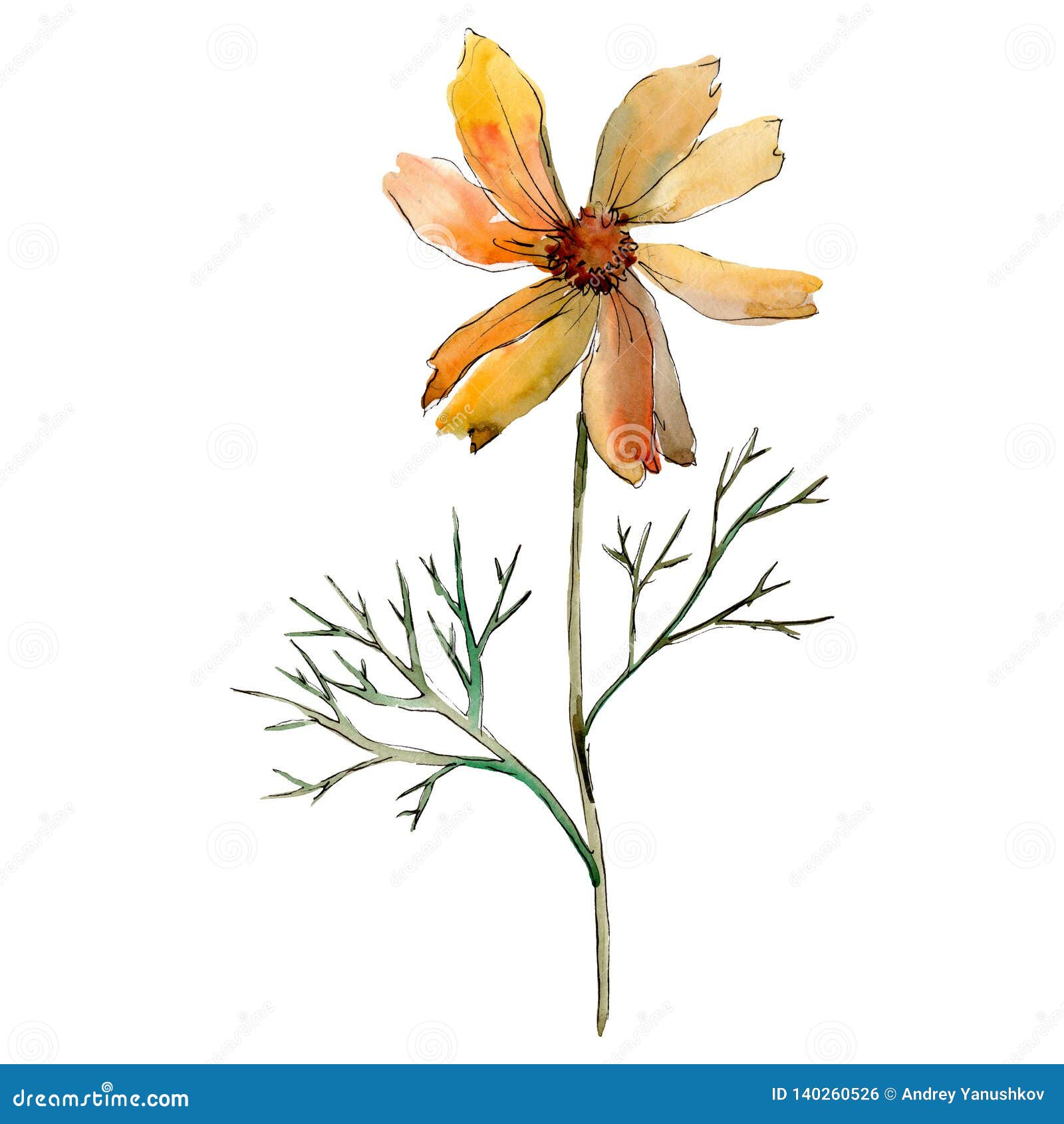 Orange Cosmos Floral Botanical Flower. Watercolor Background Illustration  Set. Isolated Flower Illustration Element. Stock Illustration -  Illustration of petal, background: 140260526