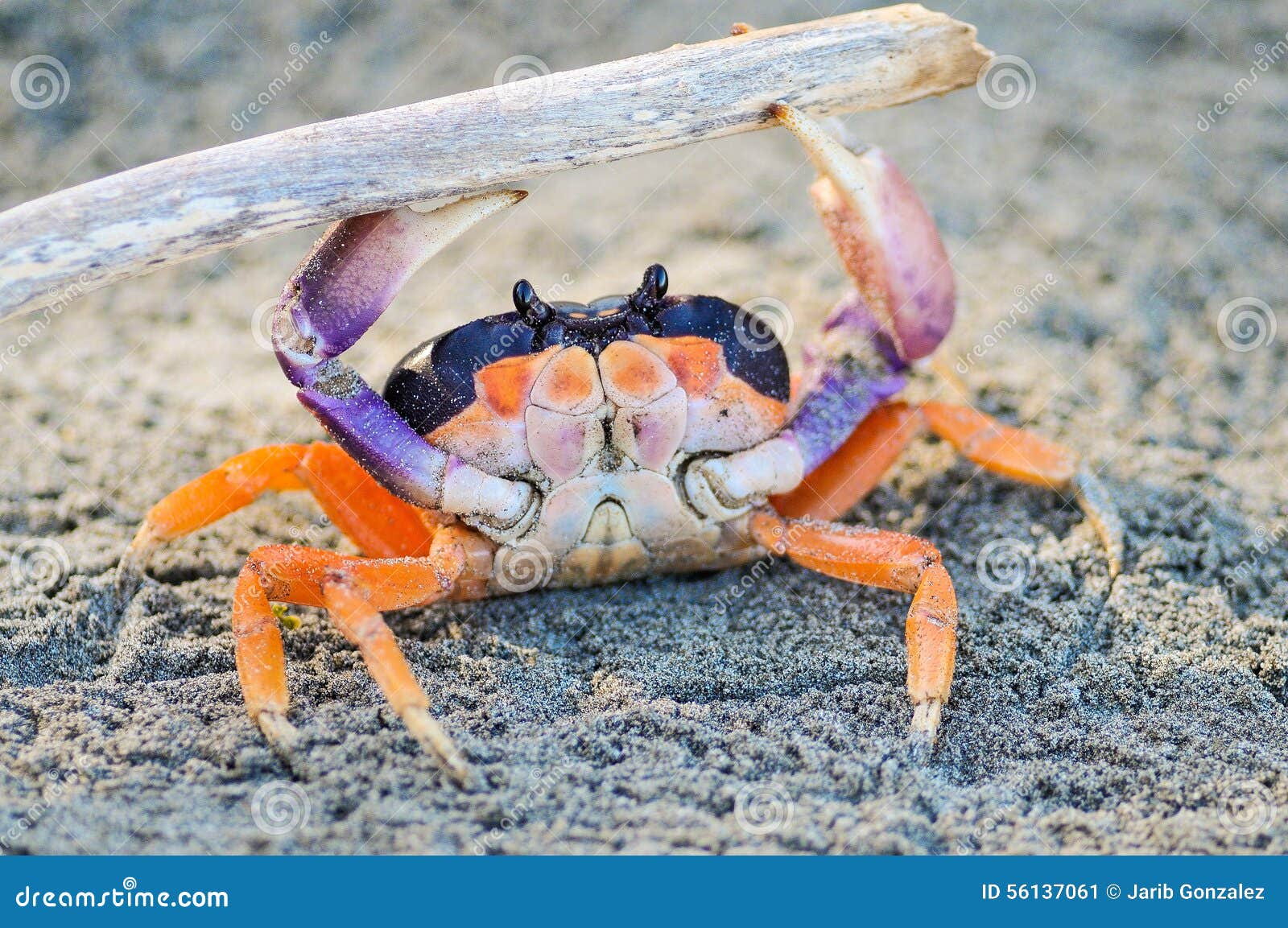 Orange Crab Stock Photography 15684542