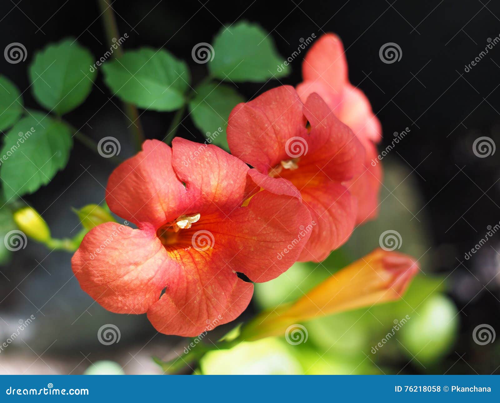 Orange creeper flower stock photo. Image of natural, bright 76218058