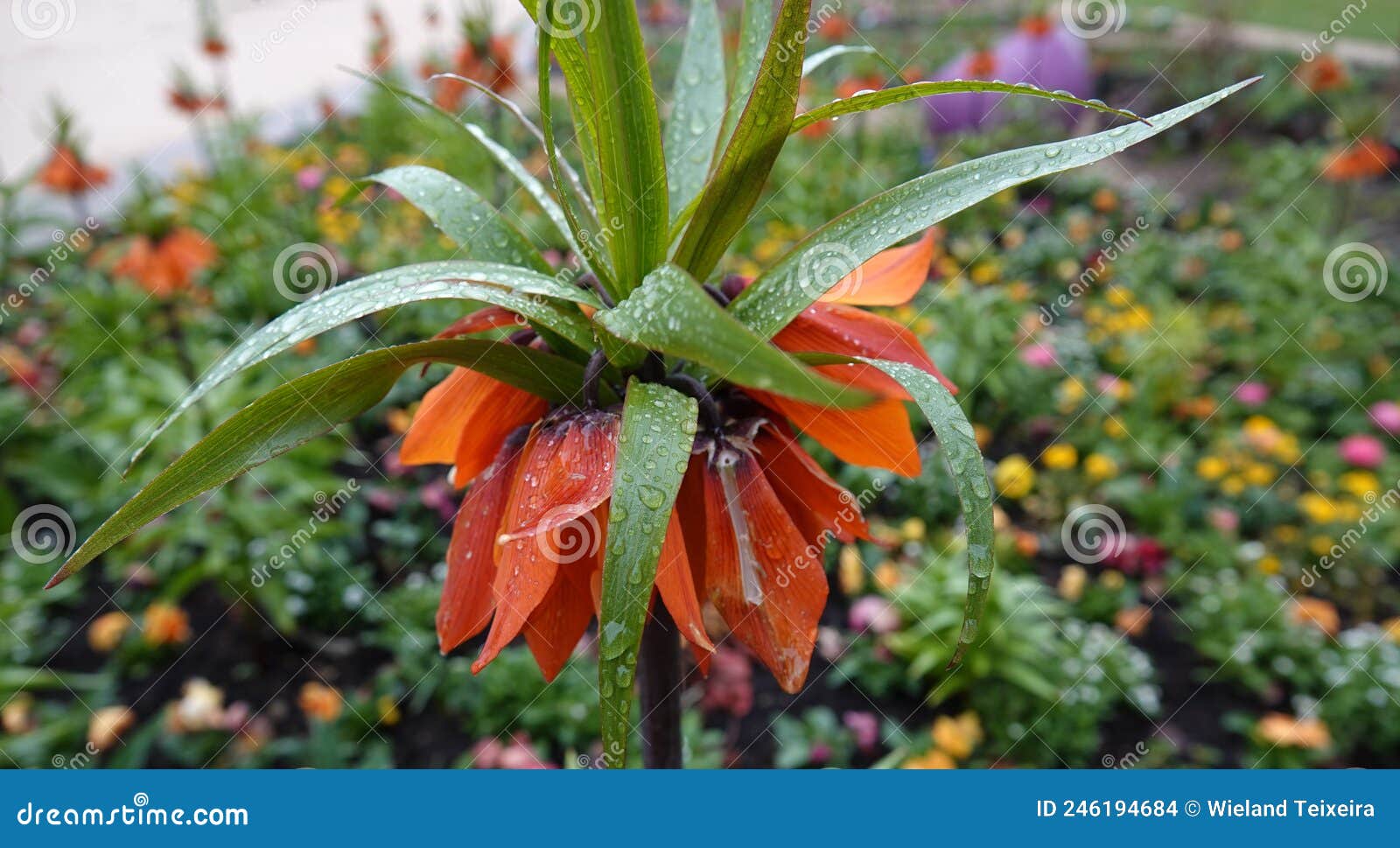 orange crown imperial flower covered with raindrops