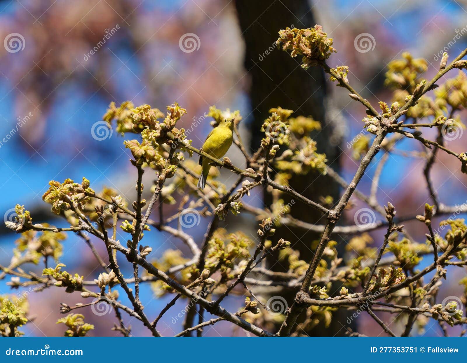 Orange Crowned Warbler Feeding on Tree Top Stock Image - Image of ...