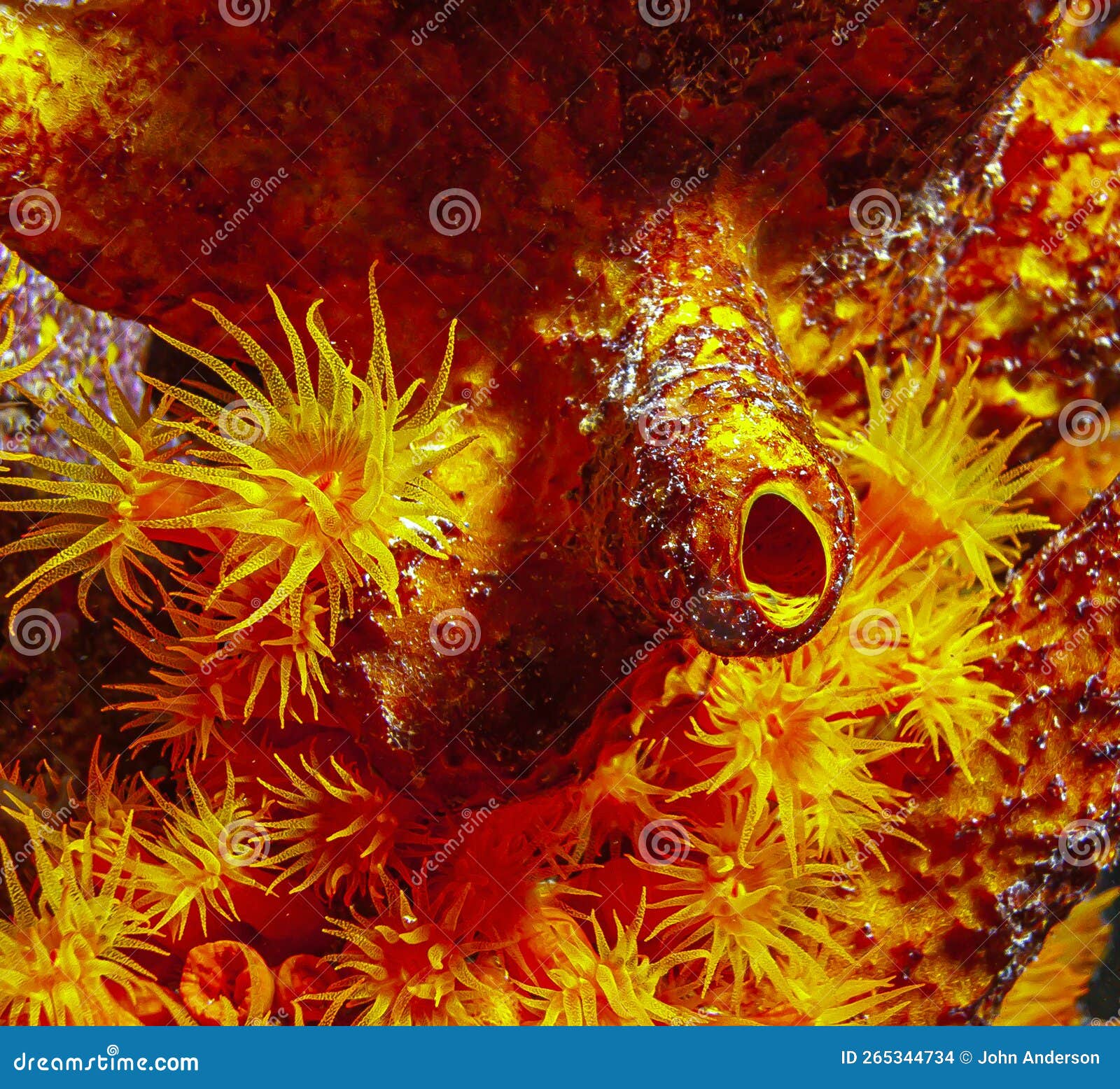 orange cup coral,tubastraea coccinea