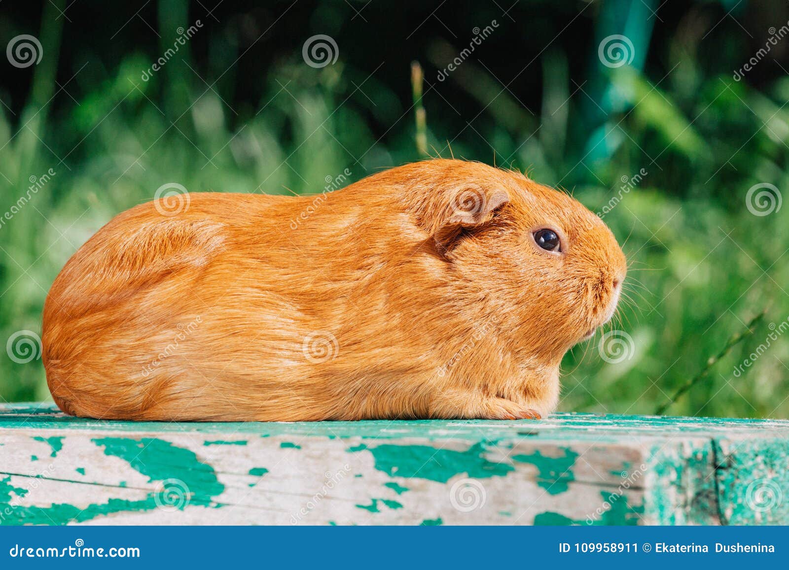 Orange cute guinea pig stock image. Image of funny, hair 109958911