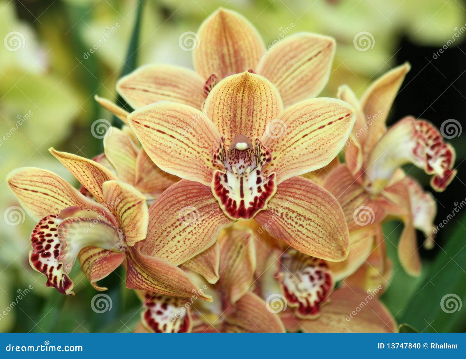 Orange Cymbidium orchids 2 stock photo. Image of stem - 13747840