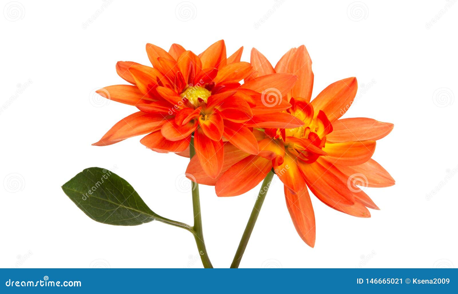 Orange dahlia isolated stock image. Image of bloom, white - 146665021