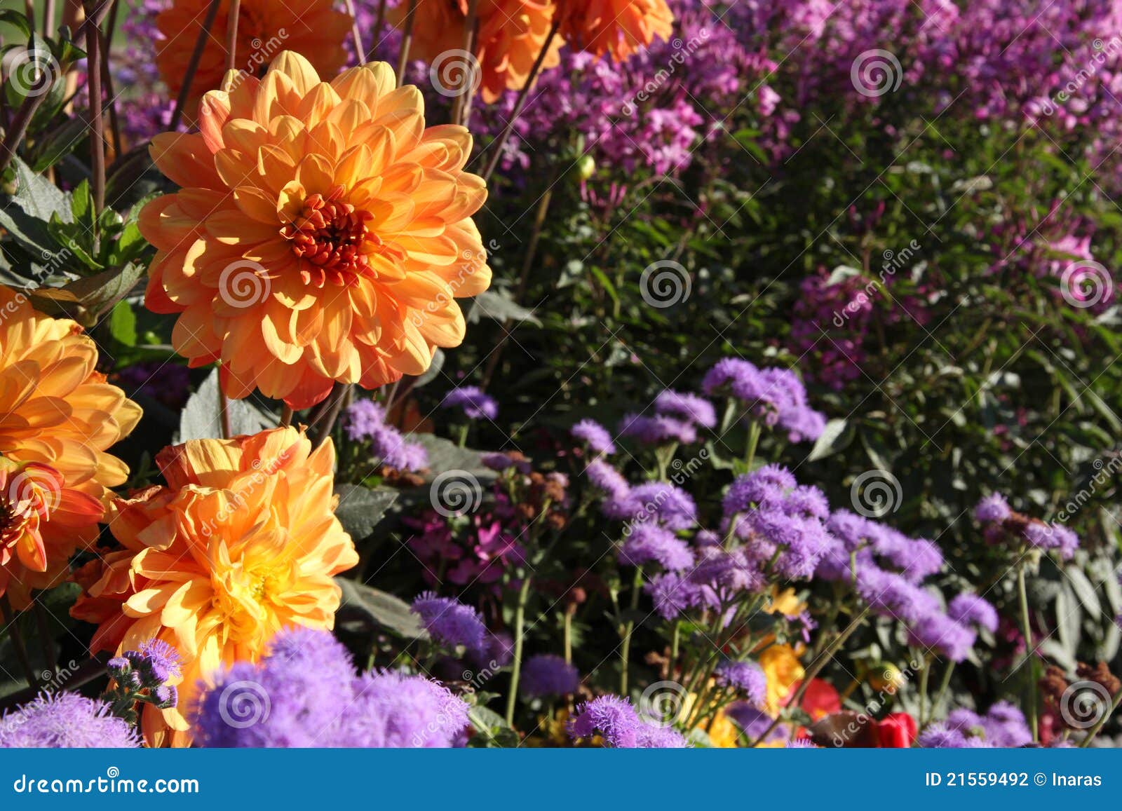 orange dahlias among purple flowers