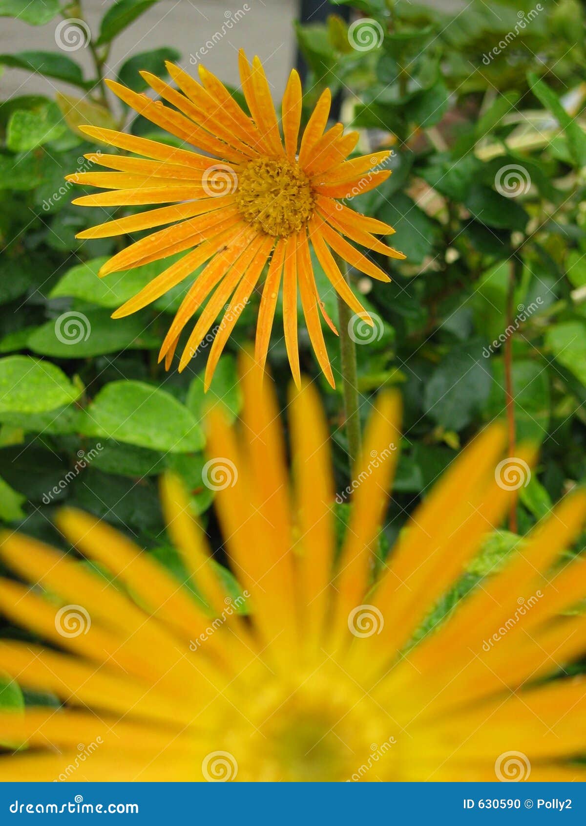 Orange Daisies stock photo. Image of colors, grass, bright 630590