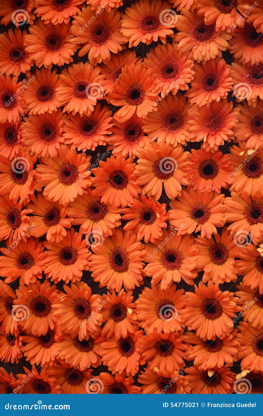 Orange Daisies stock image. Image of adornment, buds 54775021