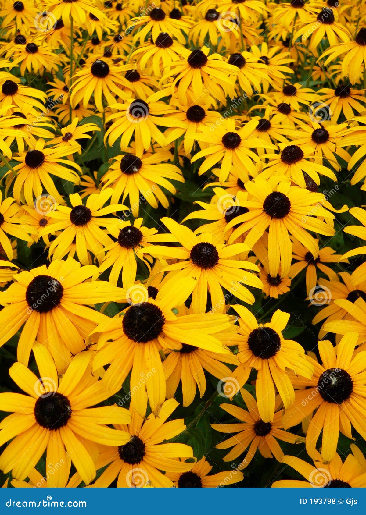 Orange Daisies Garden stock photo. Image of warm, outdoors 193798