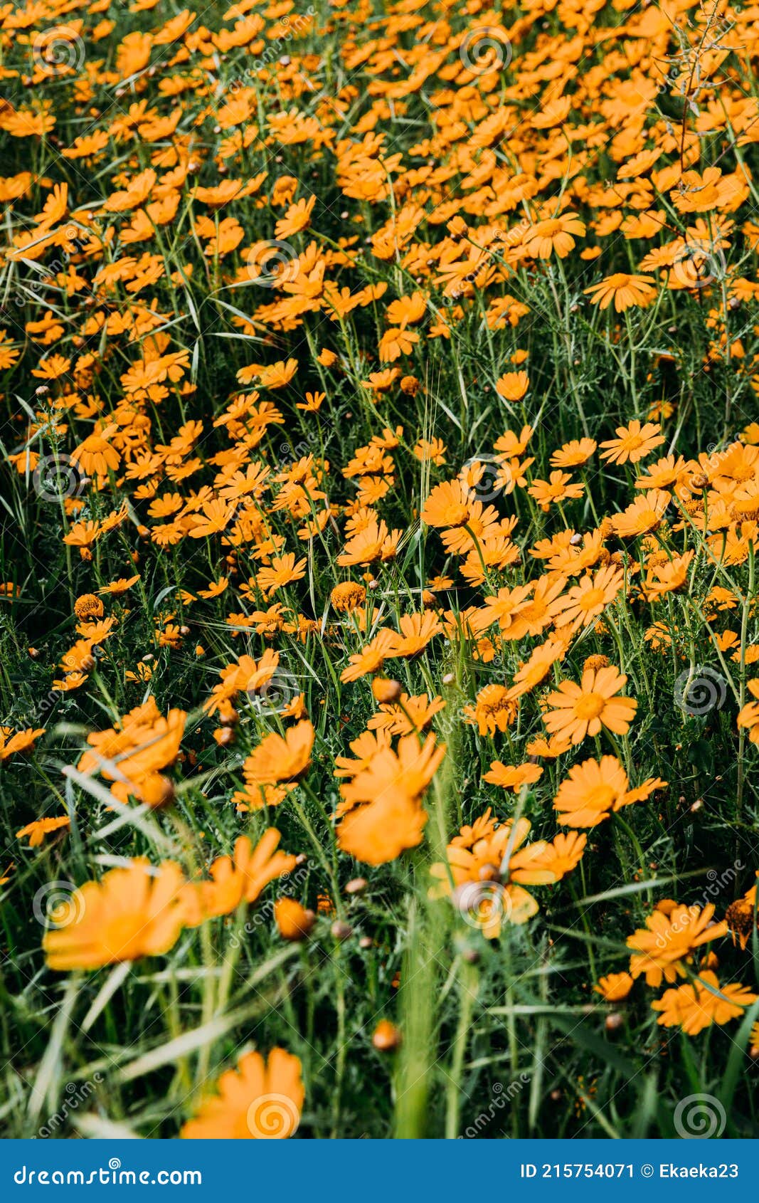 Orange Daisies on a Green Field. Stock Image Image of grass, spring