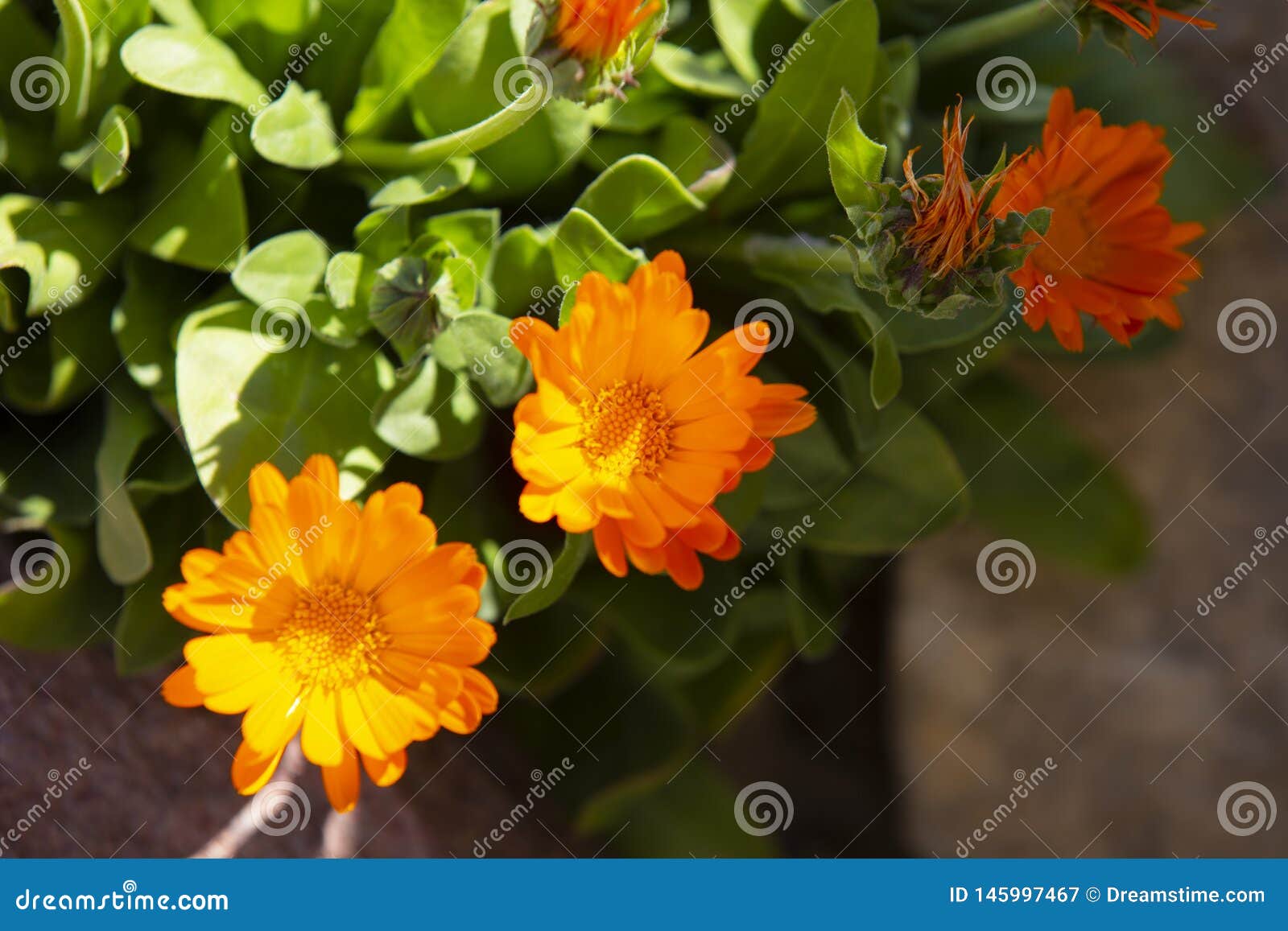 Orange Daisies Ground Cover Stock Image Image of cover, green 145997467