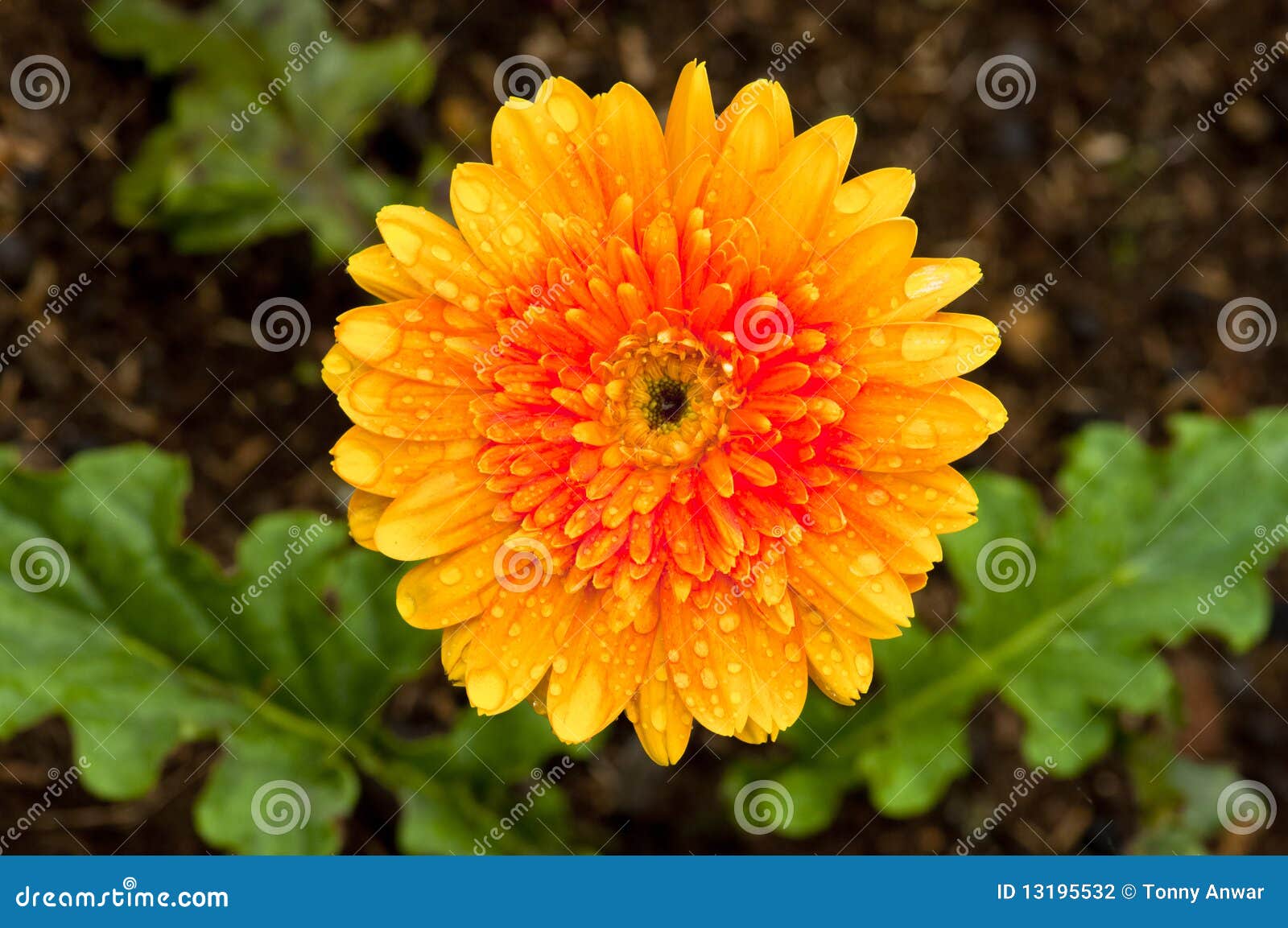 Orange Daisy stock photo. Image of nature, closeup, fresh 13195532