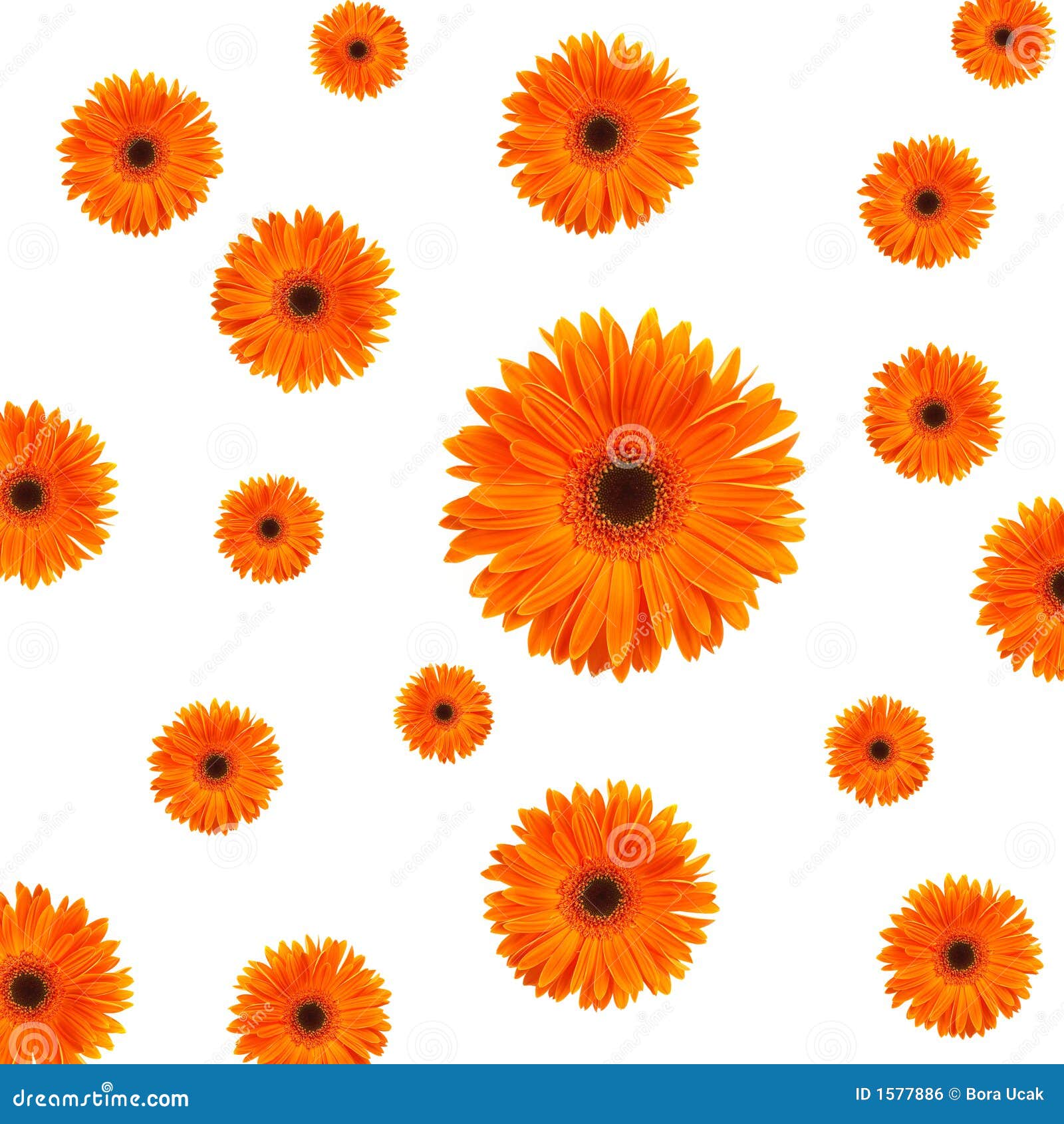 Orange daisy background stock photo. Image of macro, gift 1577886