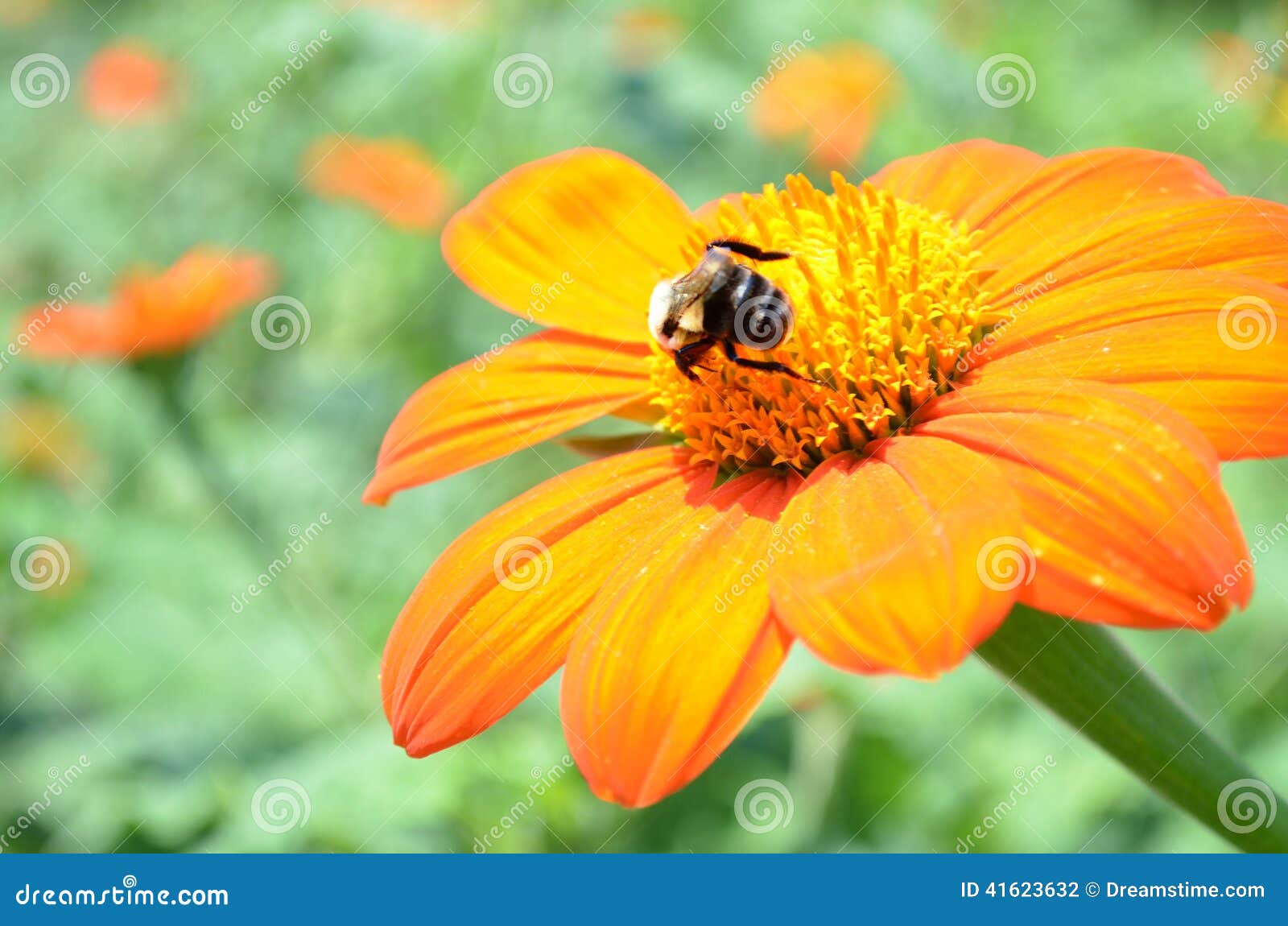 Orange Daisy with Bumble Bee Stock Photo Image of orange, field 41623632