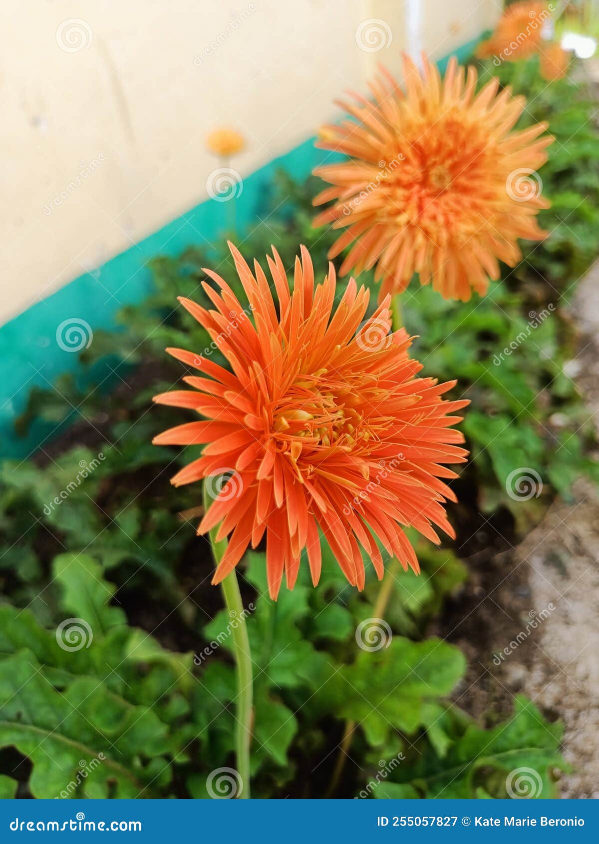 Orange daisy flower stock image. Image of daisy, garden 255057827